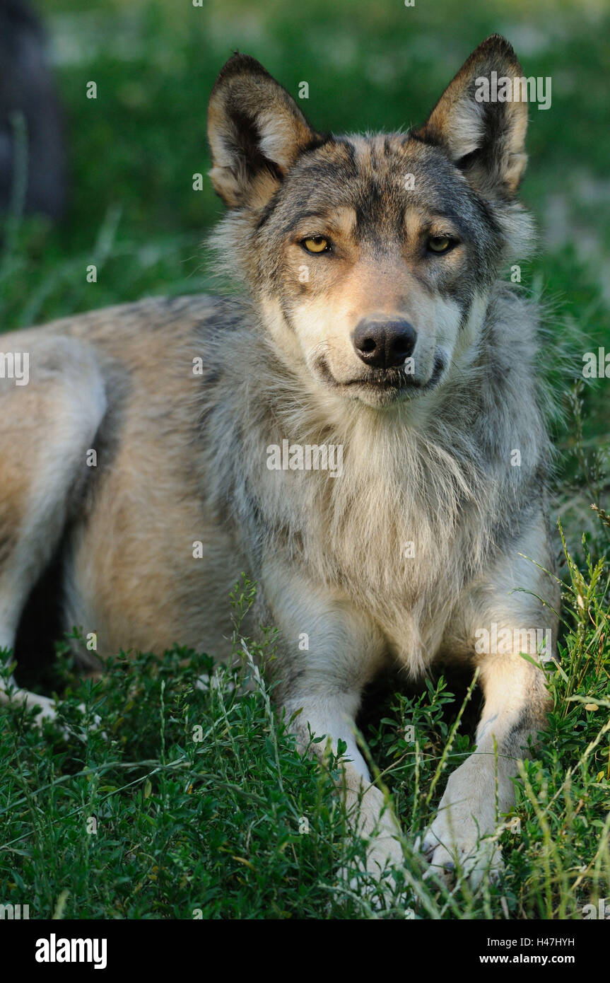 Eastern Timber Wolf, Canis lupus lycaon, meadow, frontal, le mensonge, à la recherche de l'appareil photo, Banque D'Images