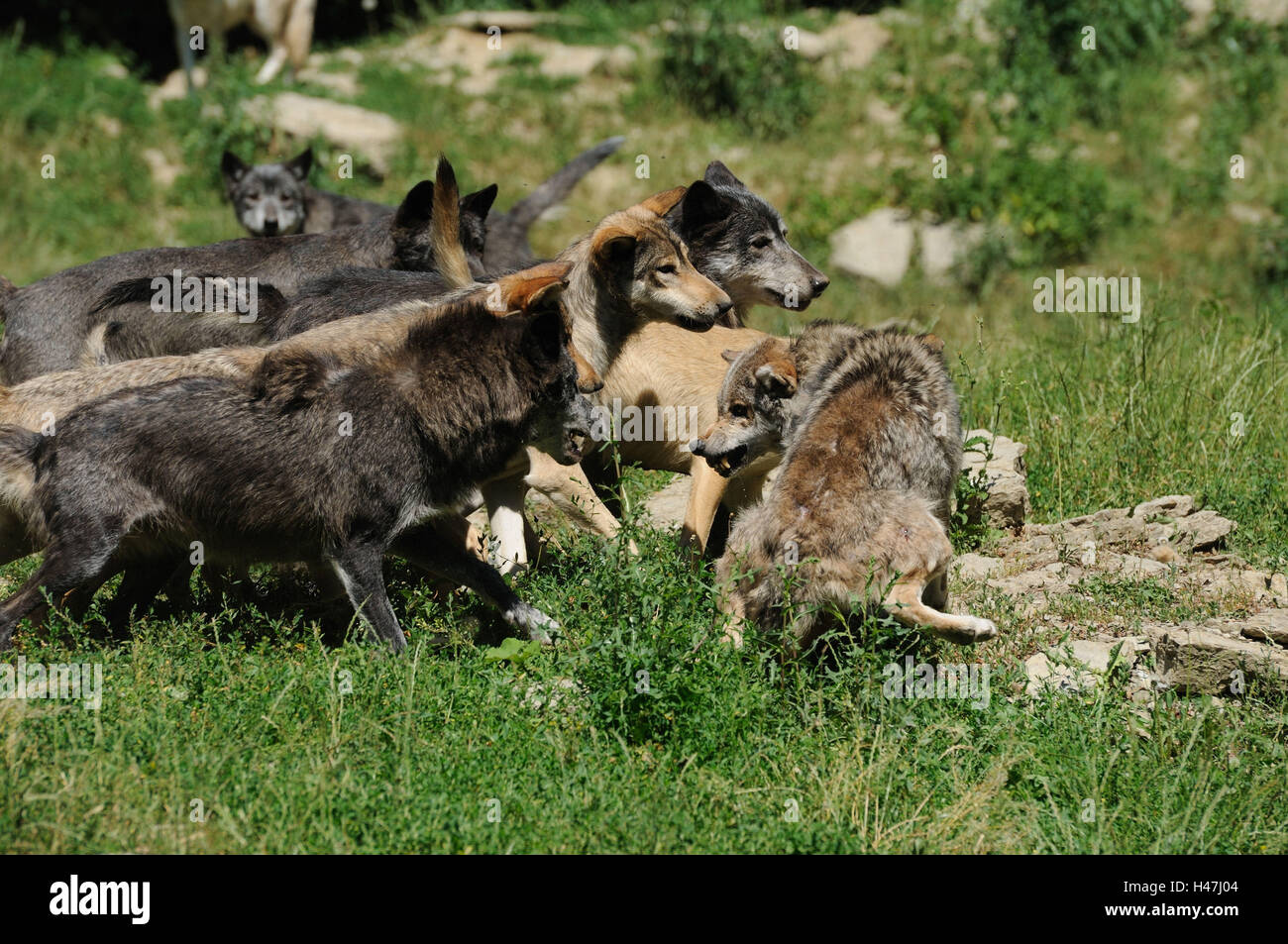 Bois de l'est le loup, Canis lupus lycaon, Wolf Pack, prairie, vue latérale, combats, Banque D'Images