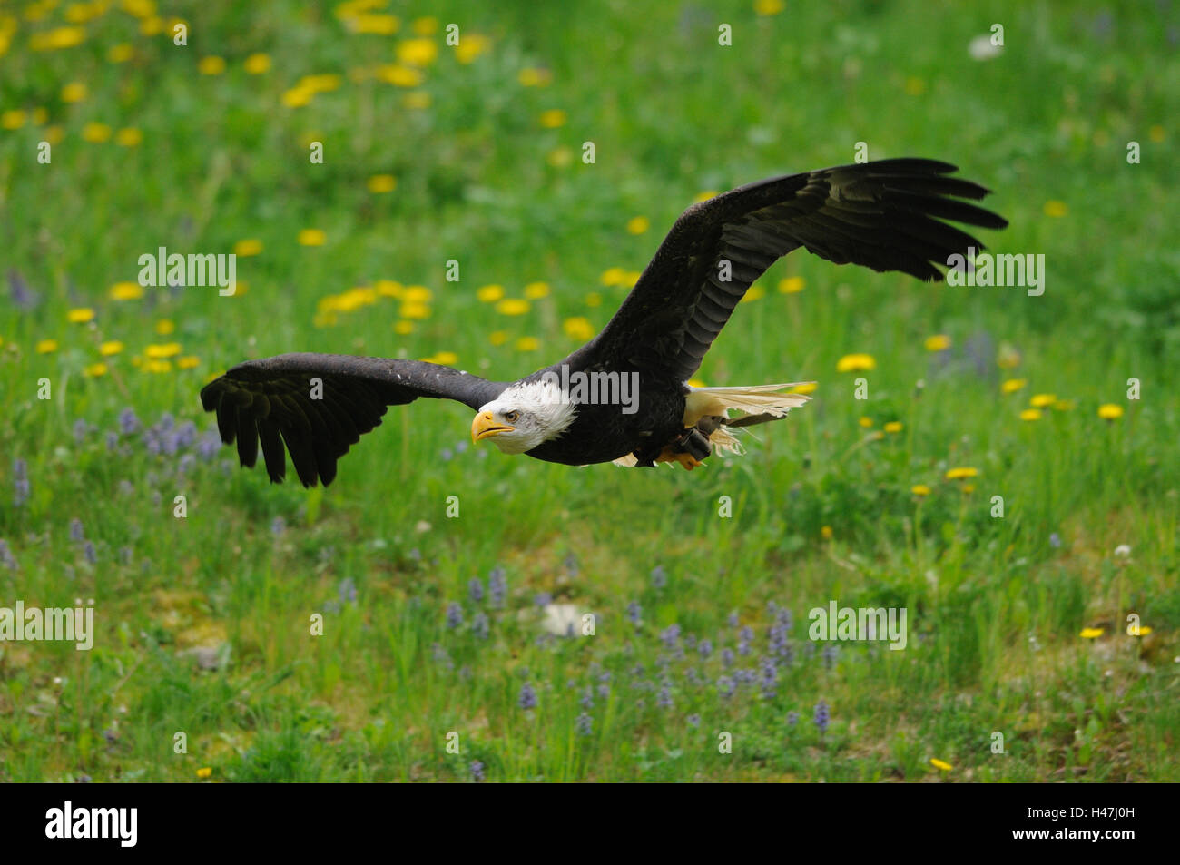 Pygargue à tête blanche Haliaeetus leucocephalus,, prairie, vue latérale, vol, point sur le premier plan, Banque D'Images