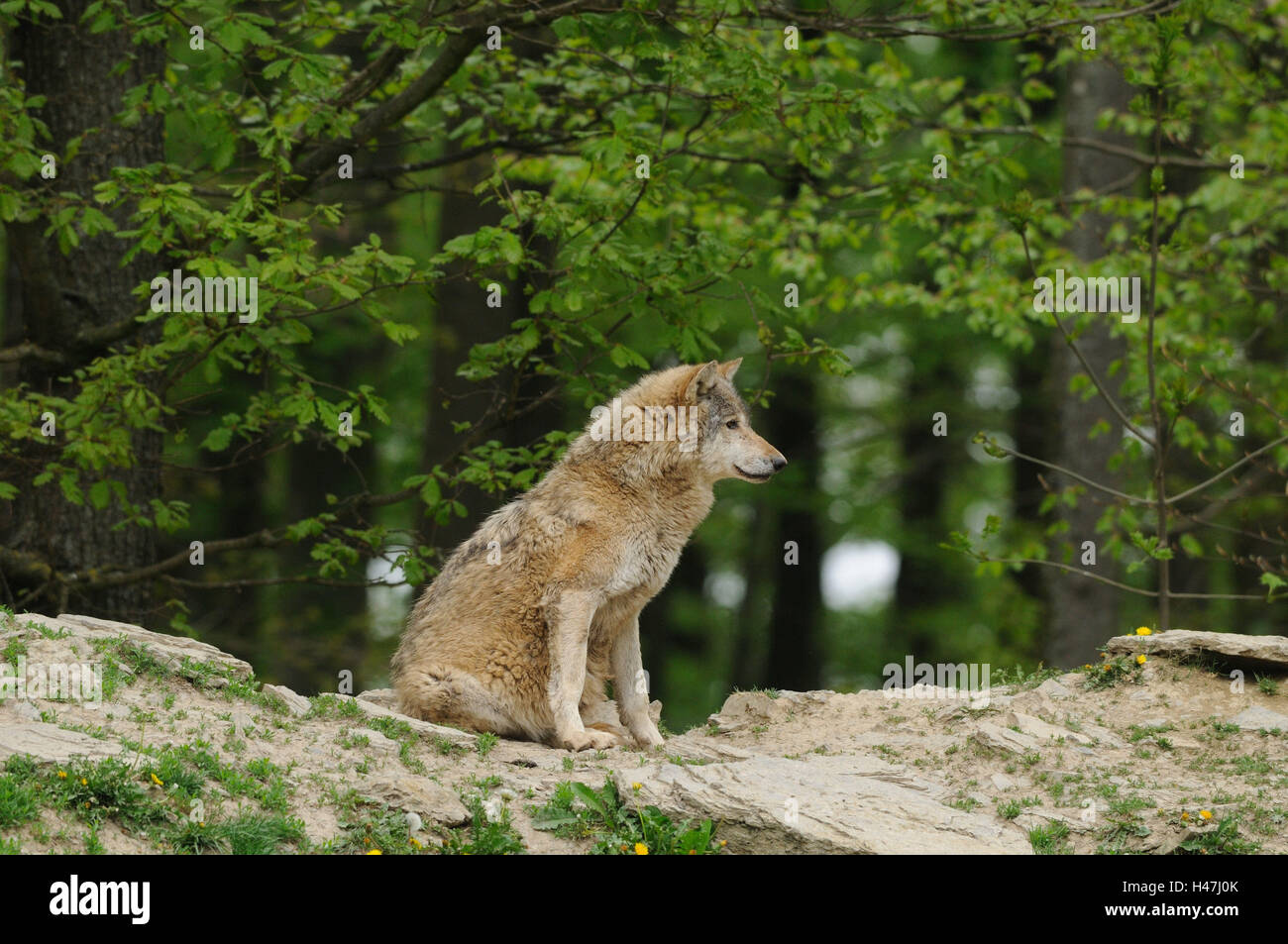 Eastern Timber Wolf, Canis lupus lycaon, bord de la forêt, vue de côté, assis, Banque D'Images