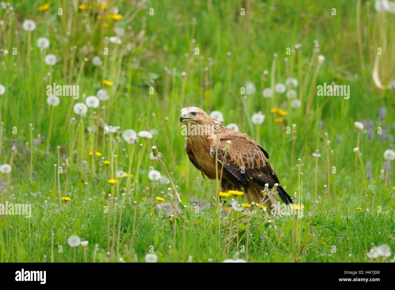 Long-legged buzzard, Buteo rufinus, prairie, vue de côté, assis, point sur le premier plan, Banque D'Images