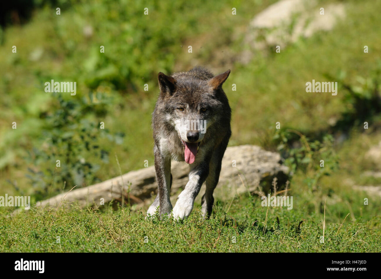 Timberwolf, Canis lupus lycaon, meadow, head-on, exécuter, afficher dans l'appareil photo, l'Allemagne, Banque D'Images