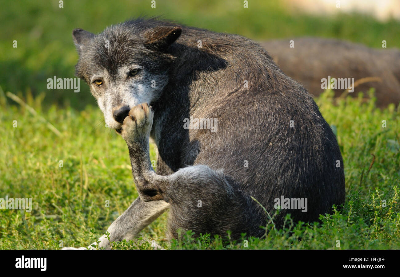 Timberwolf, Canis lupus lycaon, prairie, vue latérale, mensonge, voir dans l'appareil photo, l'Allemagne, Banque D'Images