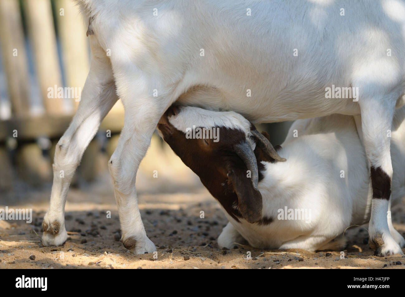 La chèvre Boer, jeune animal, vue latérale, Banque D'Images