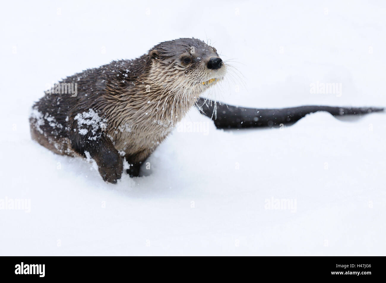 La loutre d'Amérique du Nord, Lontra canadensis, Banque D'Images