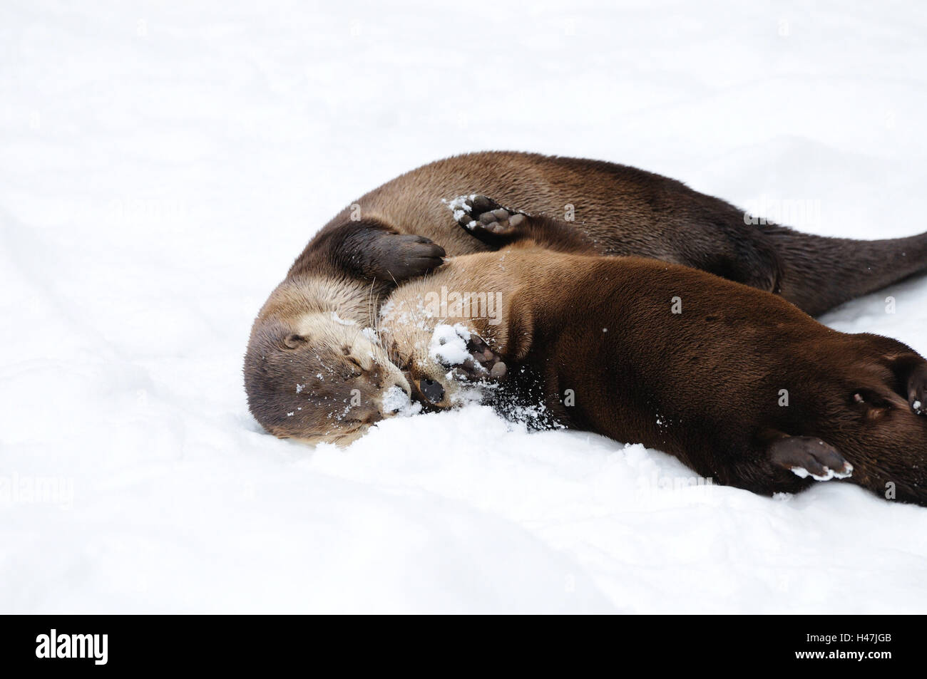 La loutre d'Amérique du Nord, Lontra canadensis, Banque D'Images