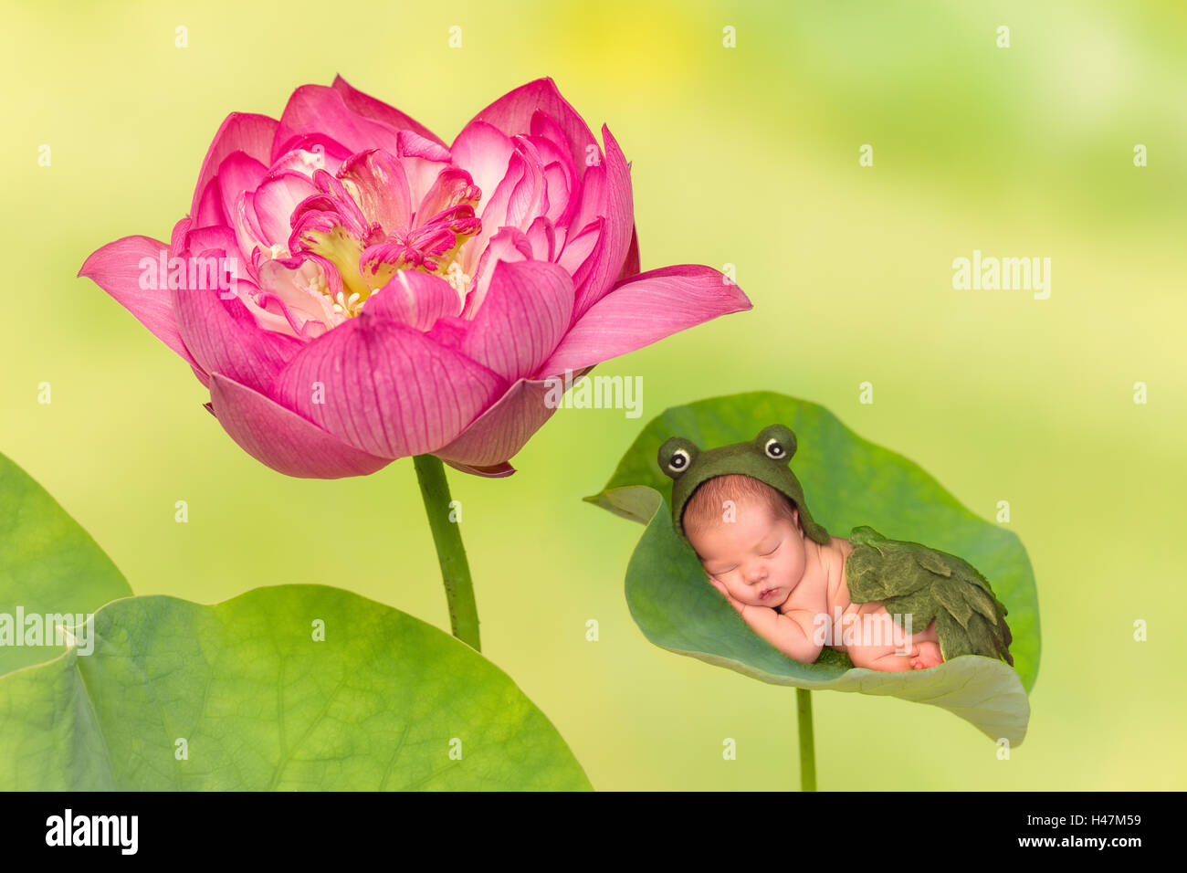 7 jours d'âge nouveau-né en tenue de grenouille dormir sur une feuille d'un véritable fleur de lotus Nelumbo Banque D'Images