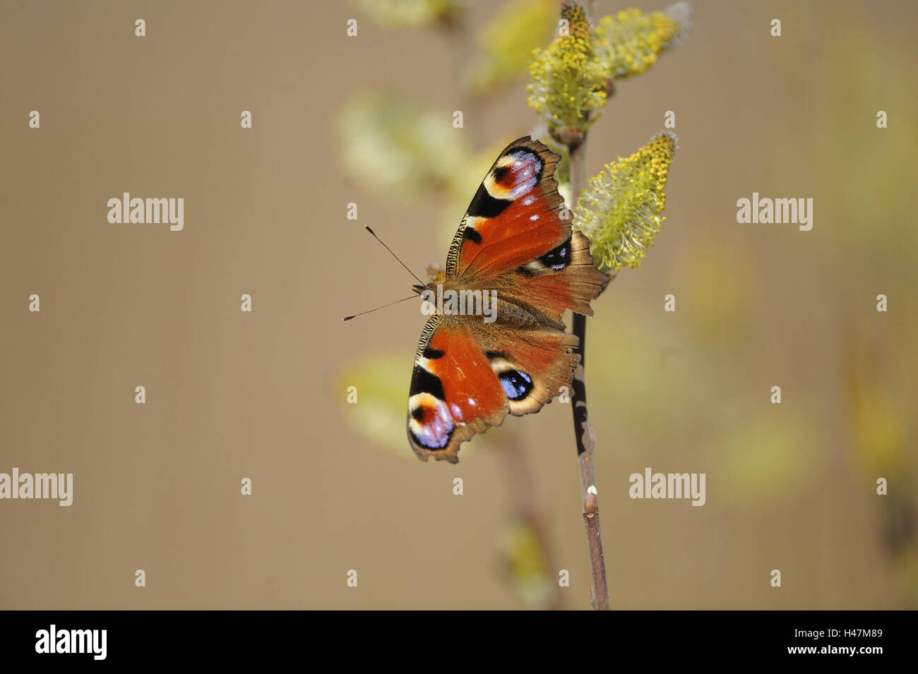 Tag peacock butterfly, Inachis io, Nymphalis io, Banque D'Images