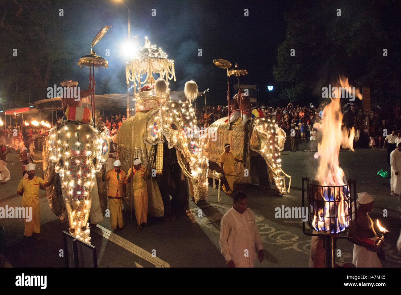 Les éléphants prenant part à l'Esala Perahera à Kandy au Sri Lanka. Cette procession qui a lieu chaque année rend hommage à la dent sacrée du Bouddha. Banque D'Images