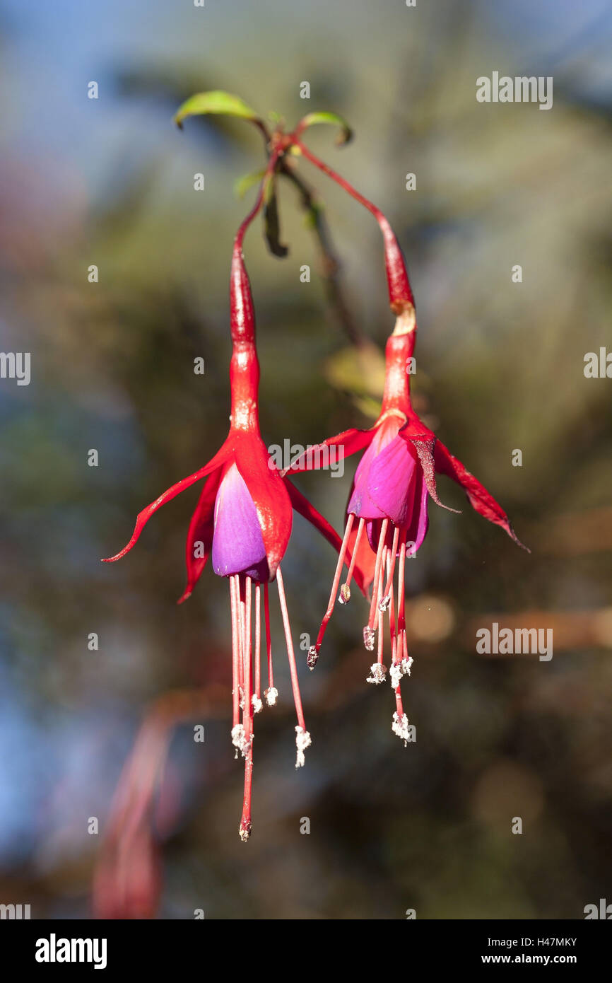 Le Chili, la Patagonie, le parc national Puyehue, végétation, fuchsia, fleurs, Banque D'Images