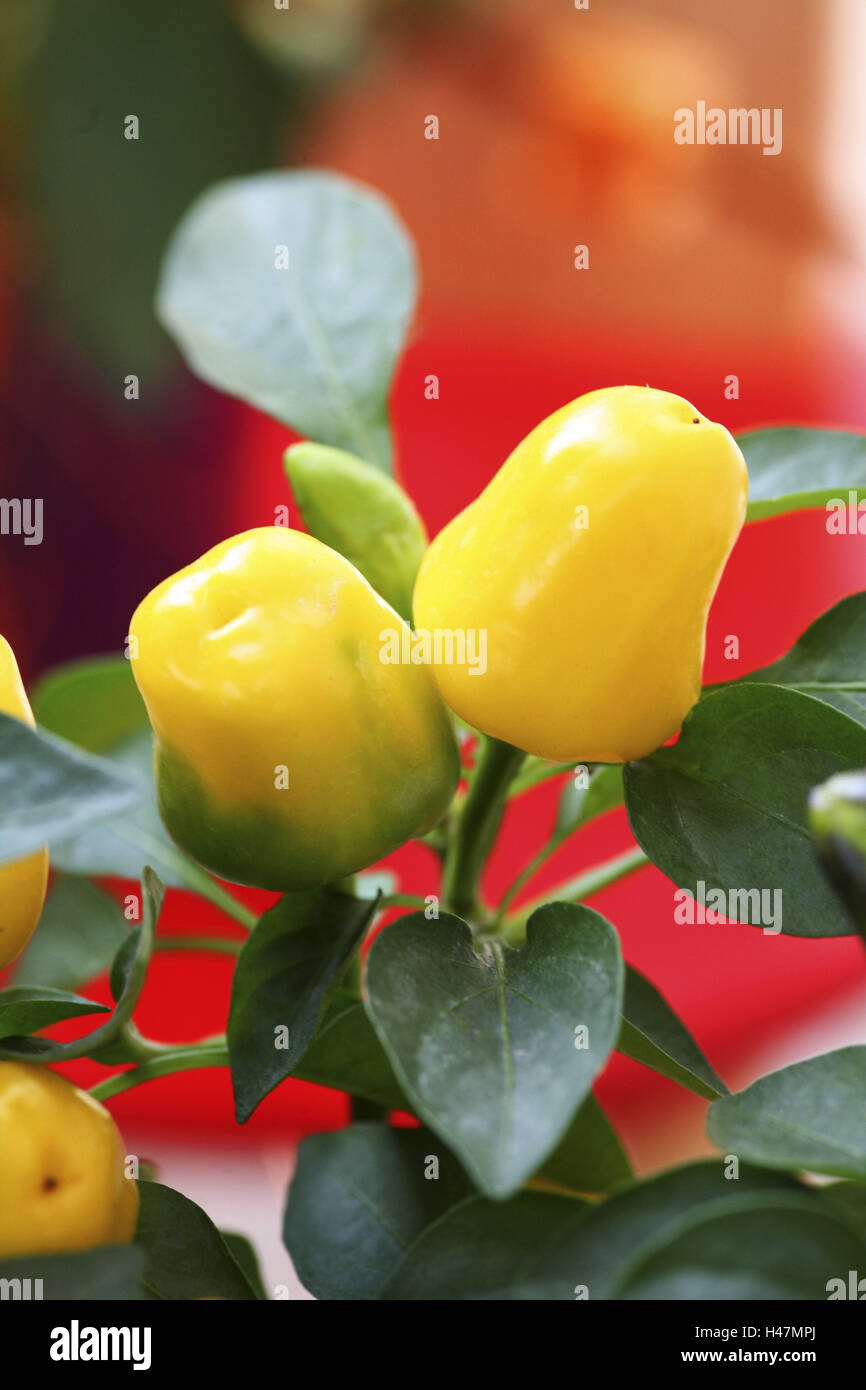 Usine de paprika, Capsicum annuum, automne, Banque D'Images