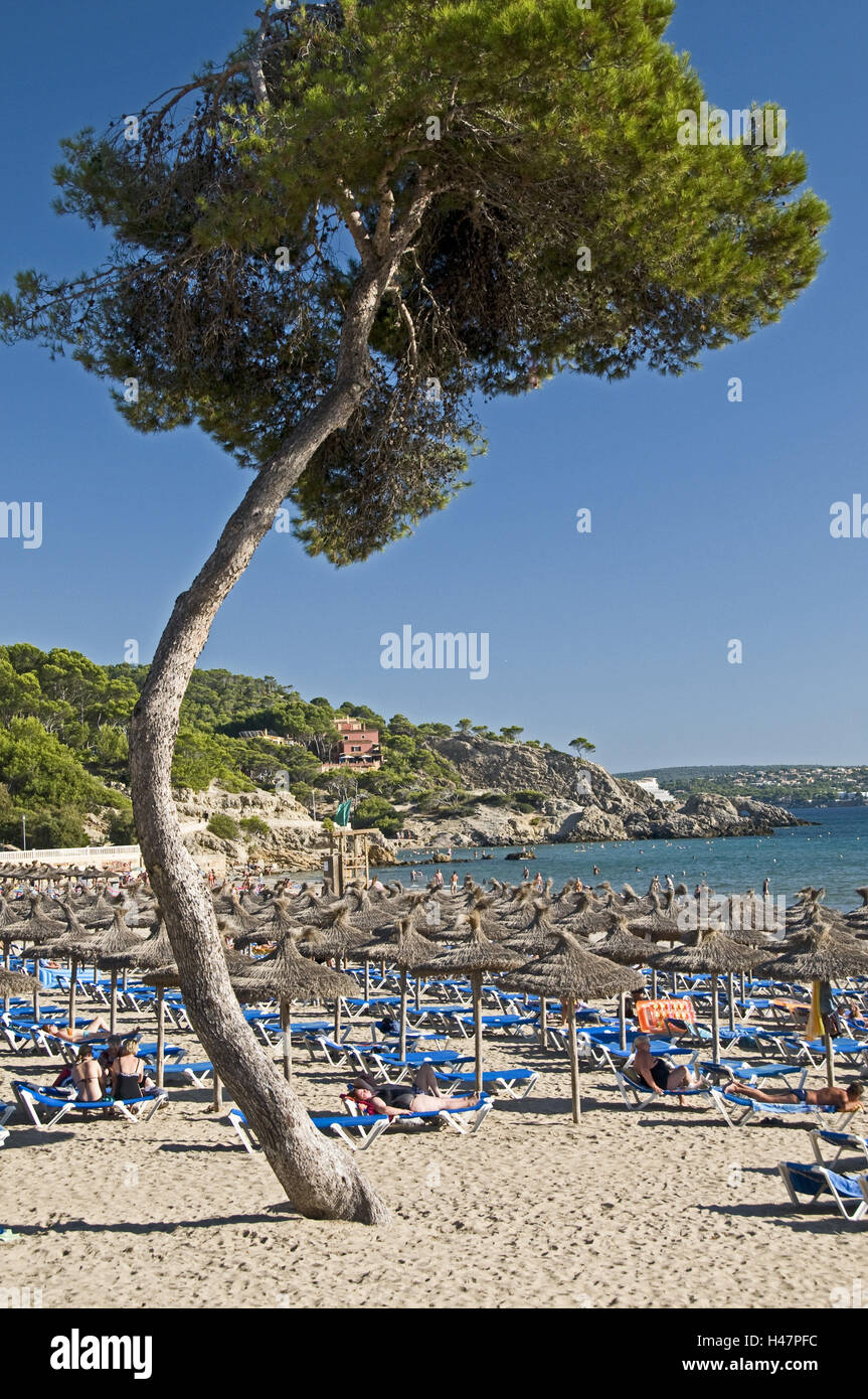 L'Espagne, les îles Baléares, Majorque, Peguera, plage, parasols, pin, divans, les gens, Banque D'Images