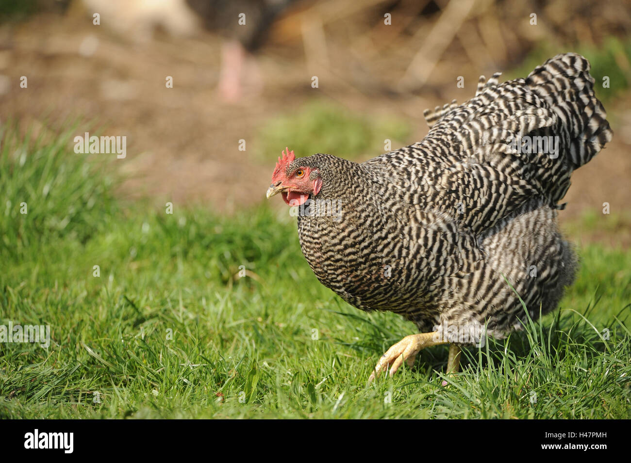 Chambre poulet, Gallus gallus domesticus, Banque D'Images