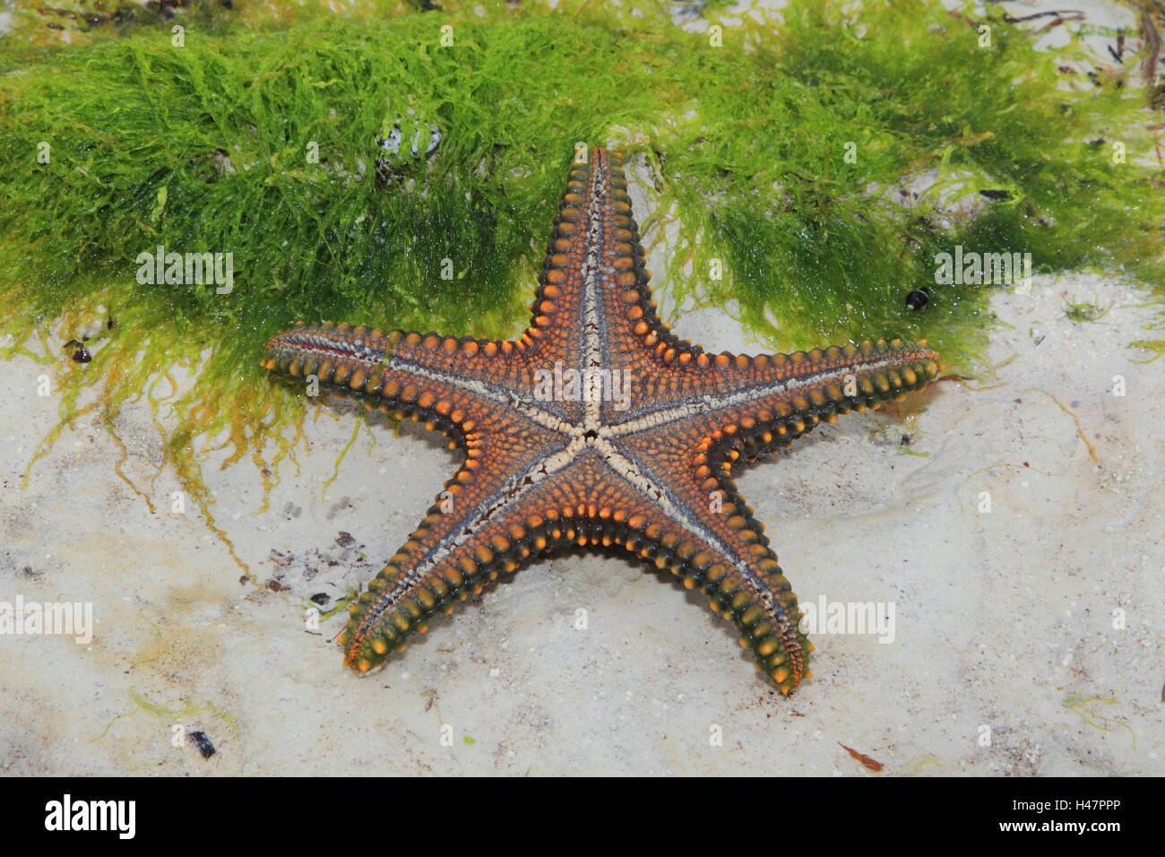 Les étoiles de mer, de l'océan Indien, Banque D'Images
