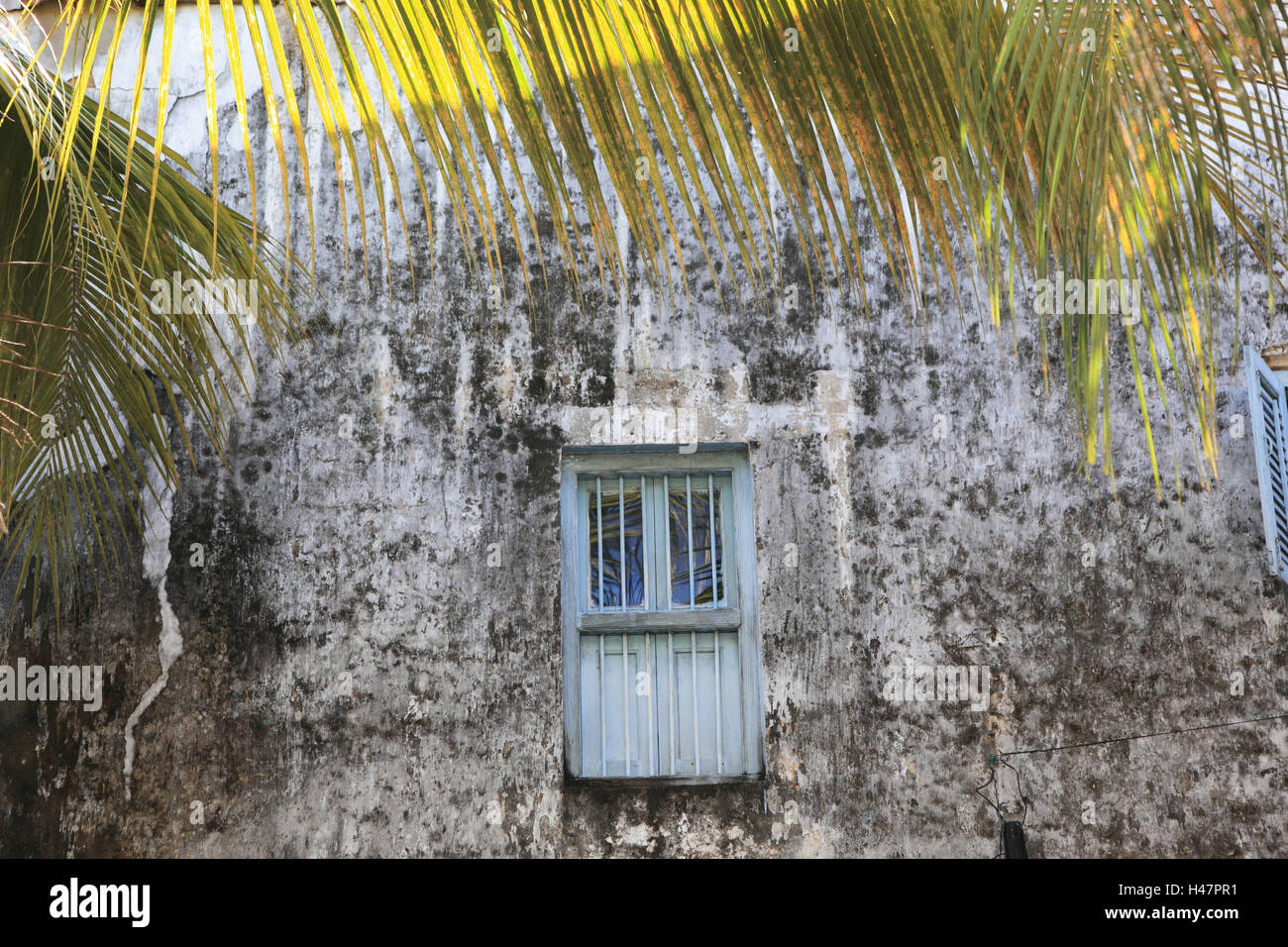 Façade de maison, fenêtre, palm fouet, Stone Town, Zanzibar, Banque D'Images
