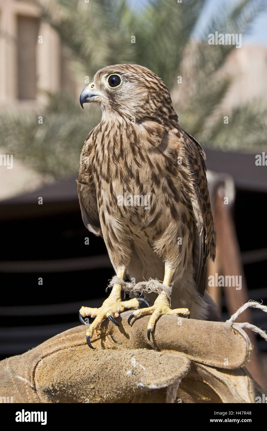 VAE, Dubaï, Falcon, jeune oiseau, Banque D'Images
