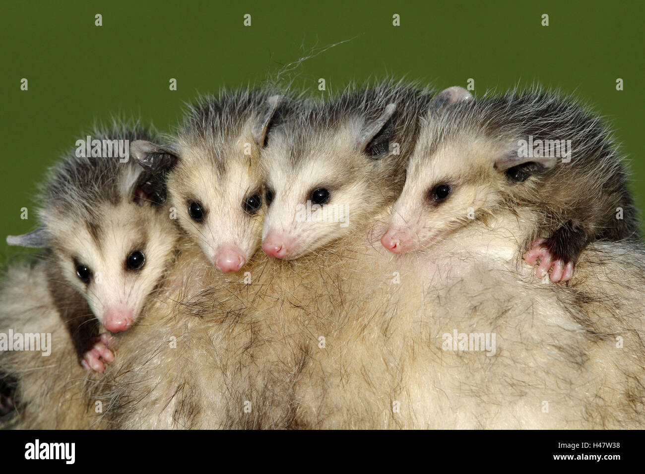 Au nord, de l'opossum Didelphis virginiana, parentales, les jeunes animaux d'origine animale, les dos, transporter, moyen, close-up Banque D'Images