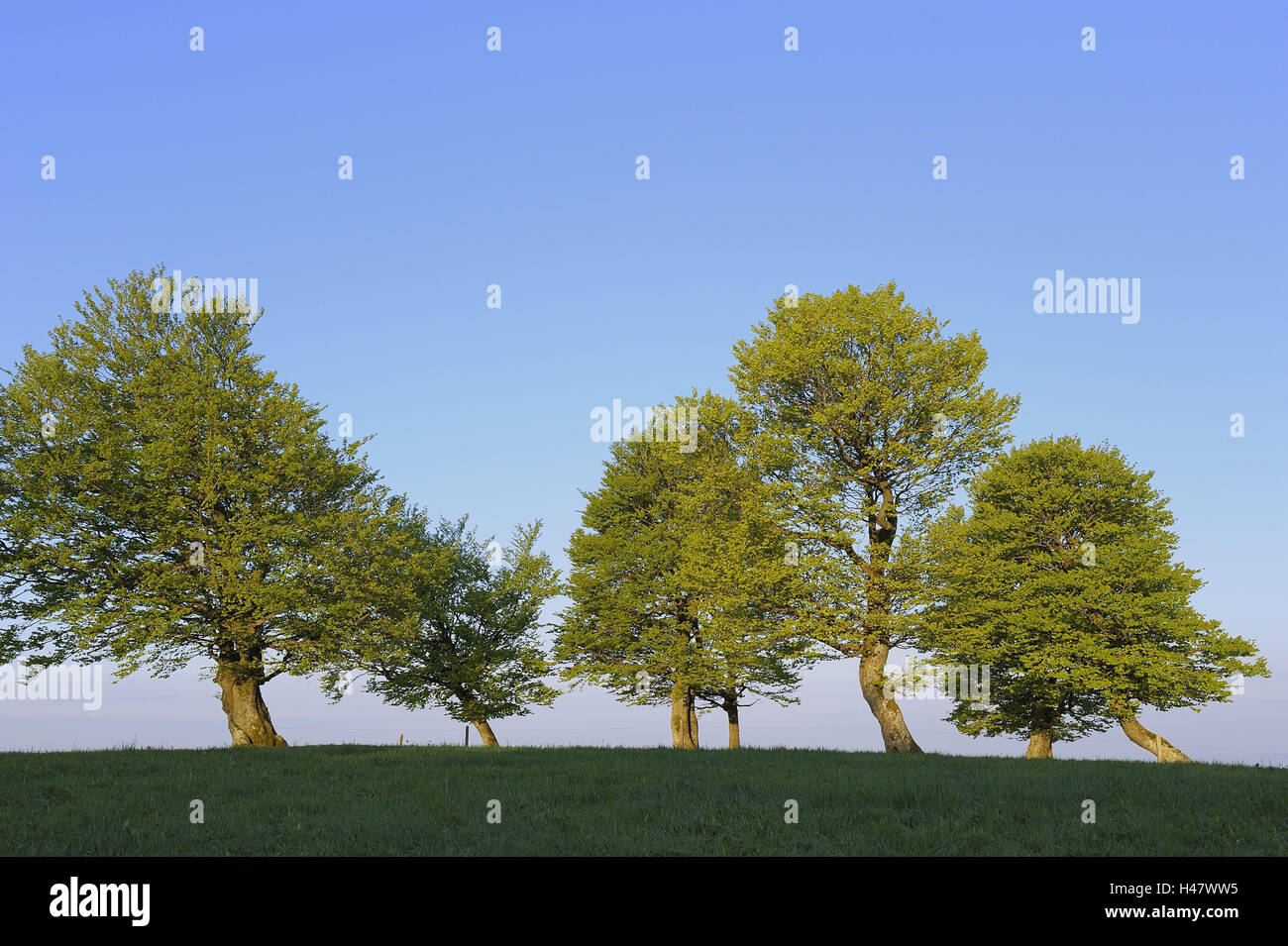 Les hêtres, vent de hêtres, Fagus sylvatica, déformées, Allemagne, Bade-Wurtemberg, Forêt Noire, Schauinsland, Banque D'Images