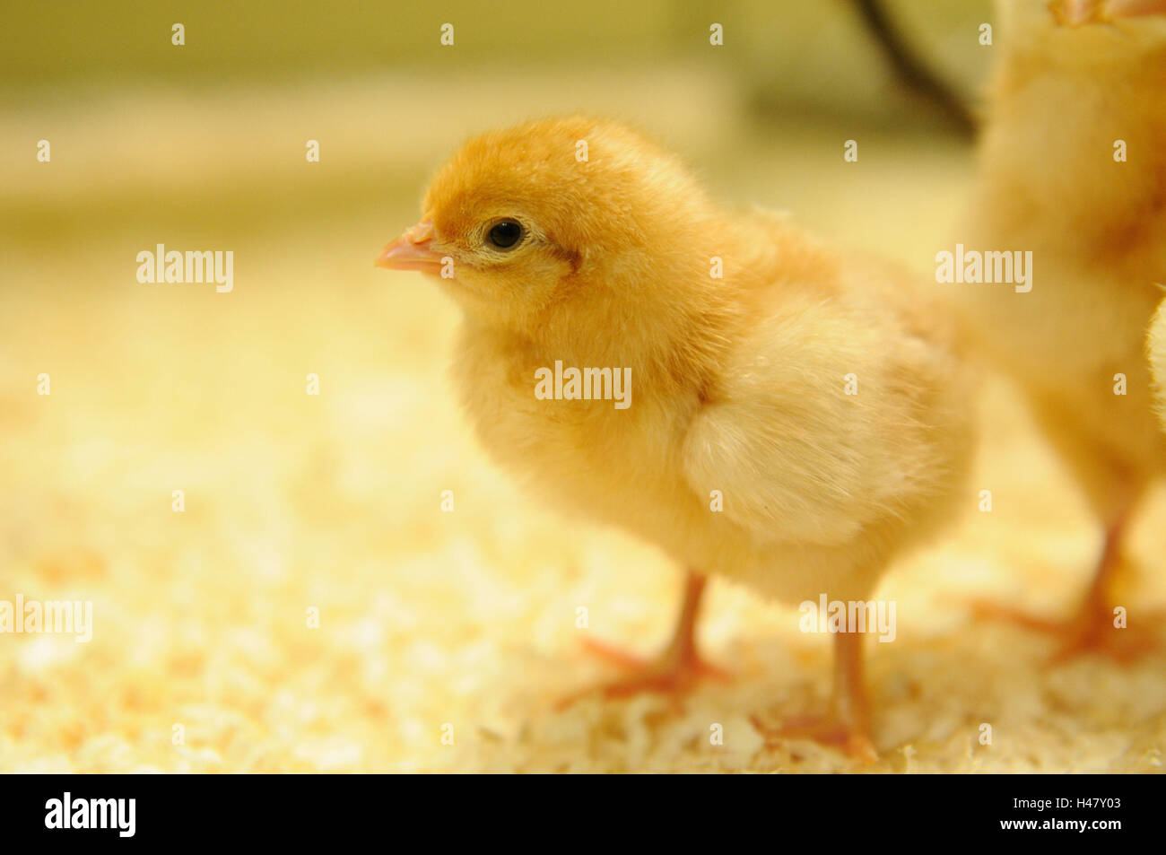 Poulet, Gallus gallus domesticus, Poussin, vue de côté, debout, Banque D'Images