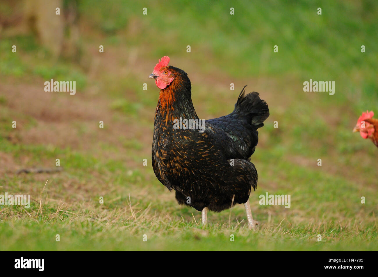 Chambre poulet, Gallus gallus domesticus, femelles, side view, stand, Banque D'Images