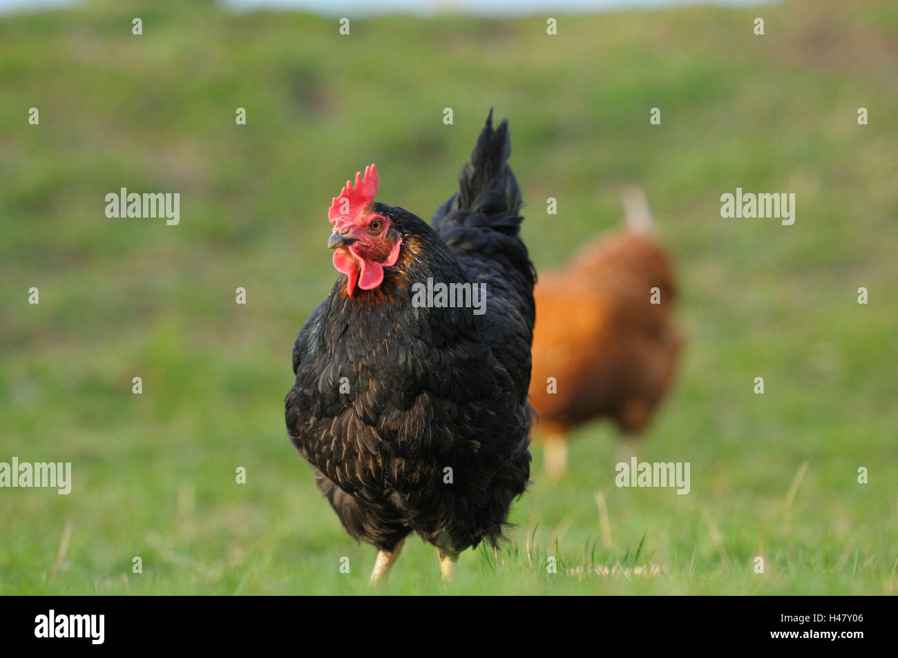 Chambre poulet, Gallus gallus domesticus, femelles, head-on, stand, Banque D'Images
