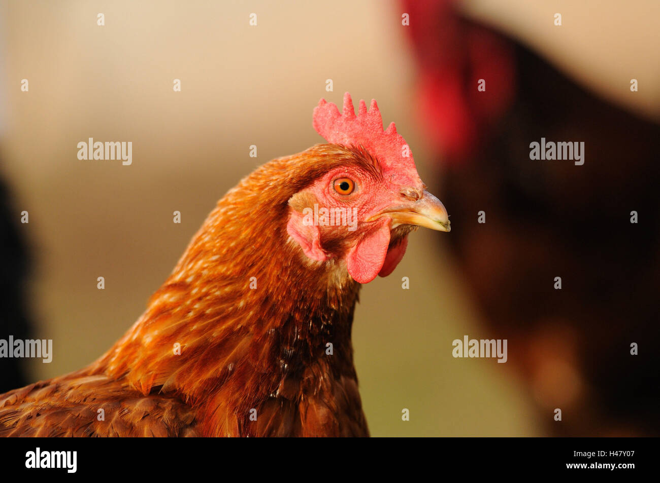 Poulet, Gallus gallus domesticus, femme, portrait, side view, Banque D'Images