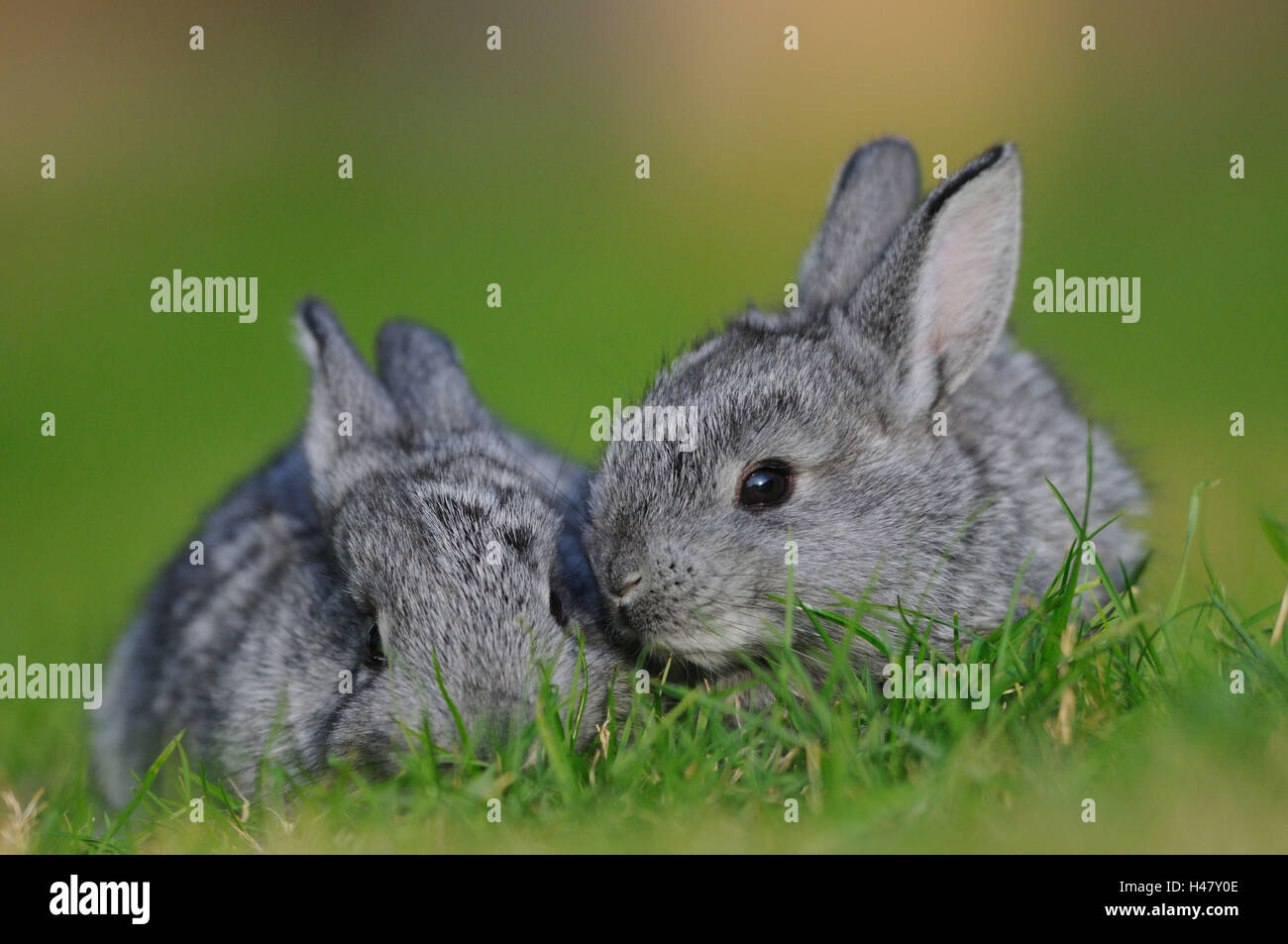 Les lapins chinchilla géant, les jeunes animaux, prairie, vue avant, accroupi, looking at camera, Banque D'Images