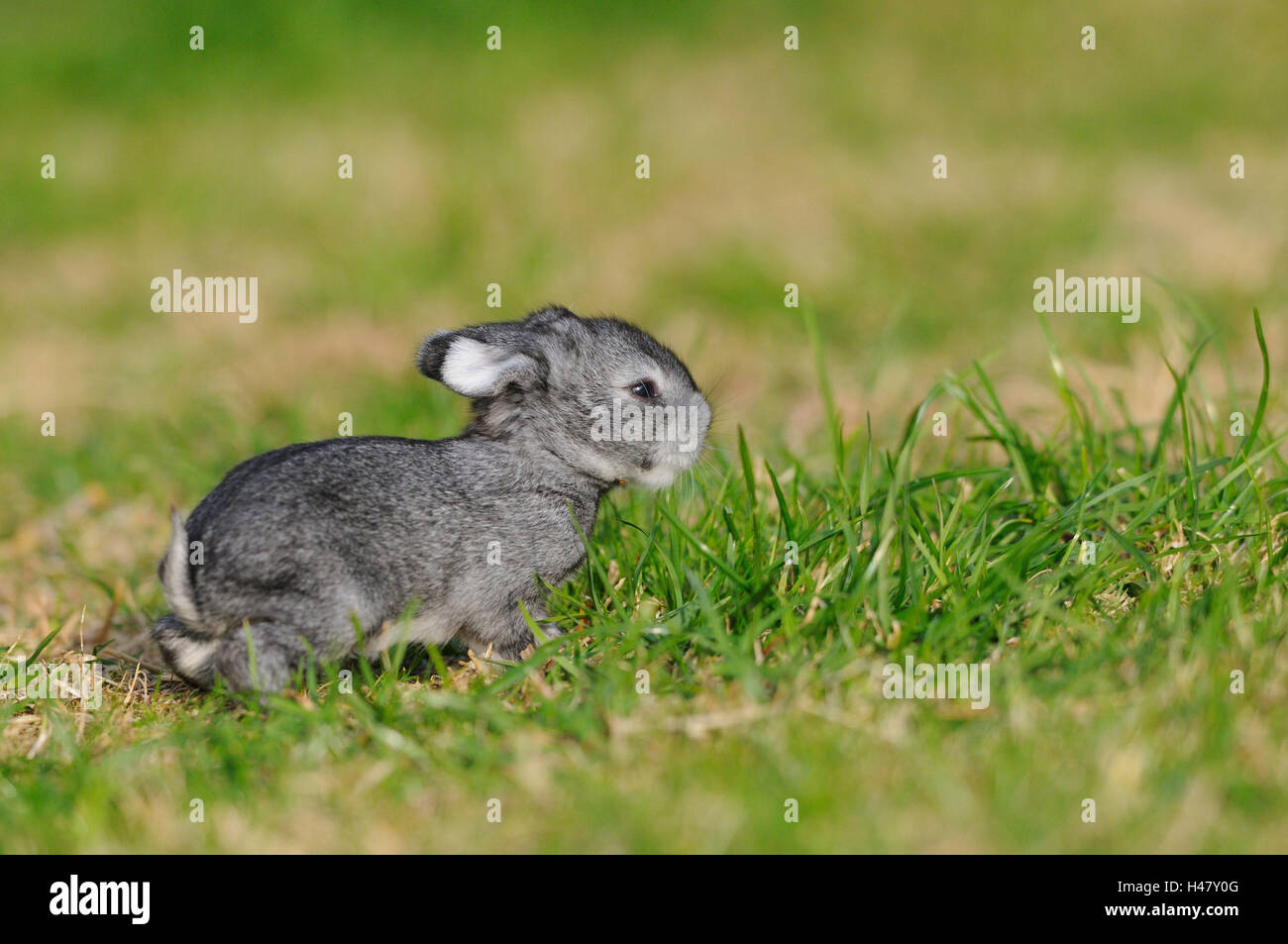 Chinchilla géant lapin, jeune animal, prairie, vue de côté, assis, Banque D'Images
