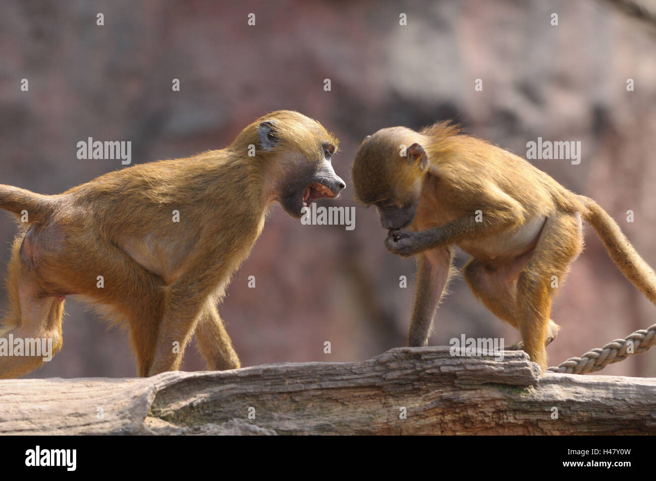 Les babouins Papio papio, Guinée, les jeunes animaux, vue latérale, combats, Banque D'Images