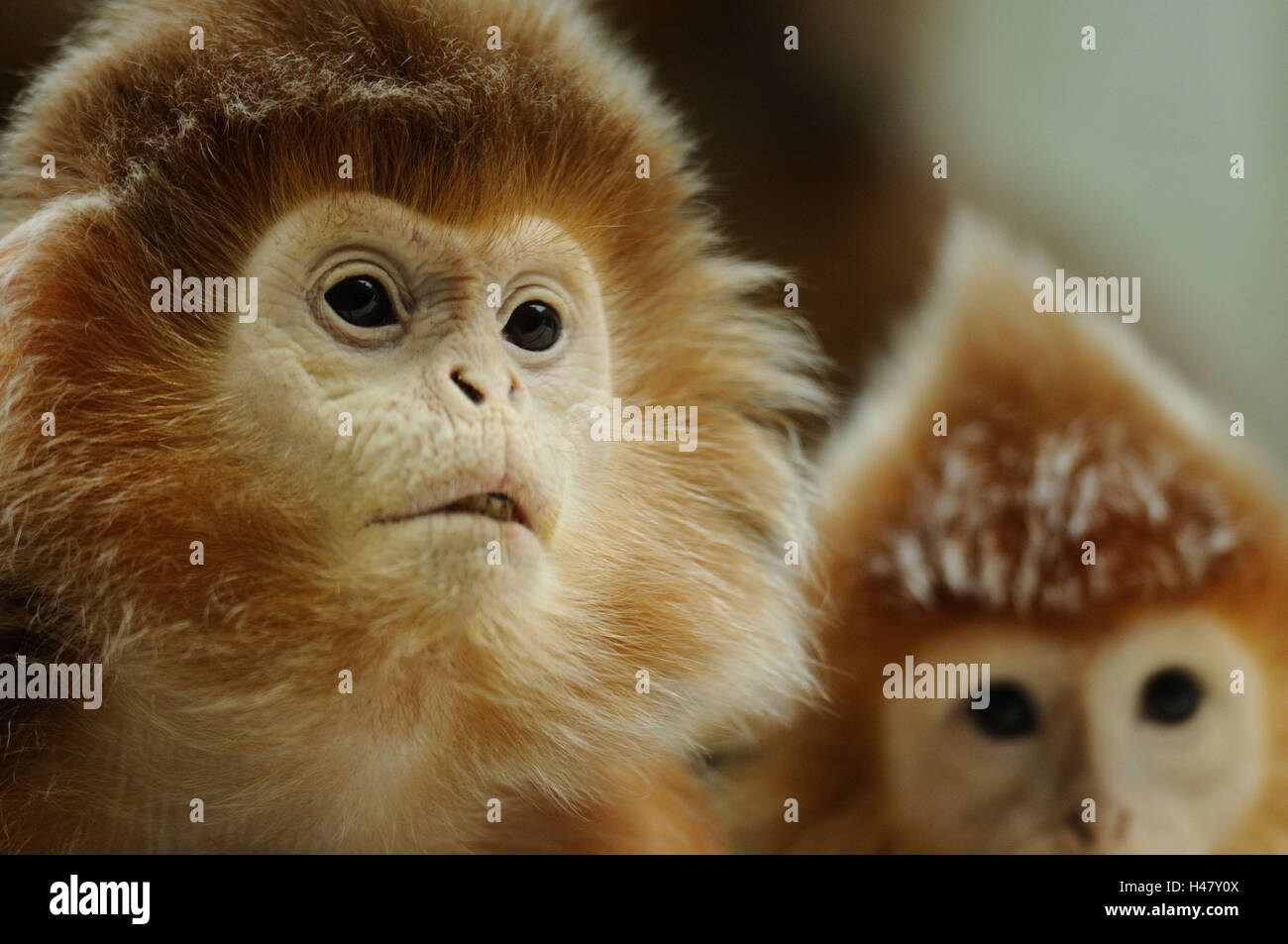 Javan lutung Trachypithecus auratus auratus,, portrait, Banque D'Images