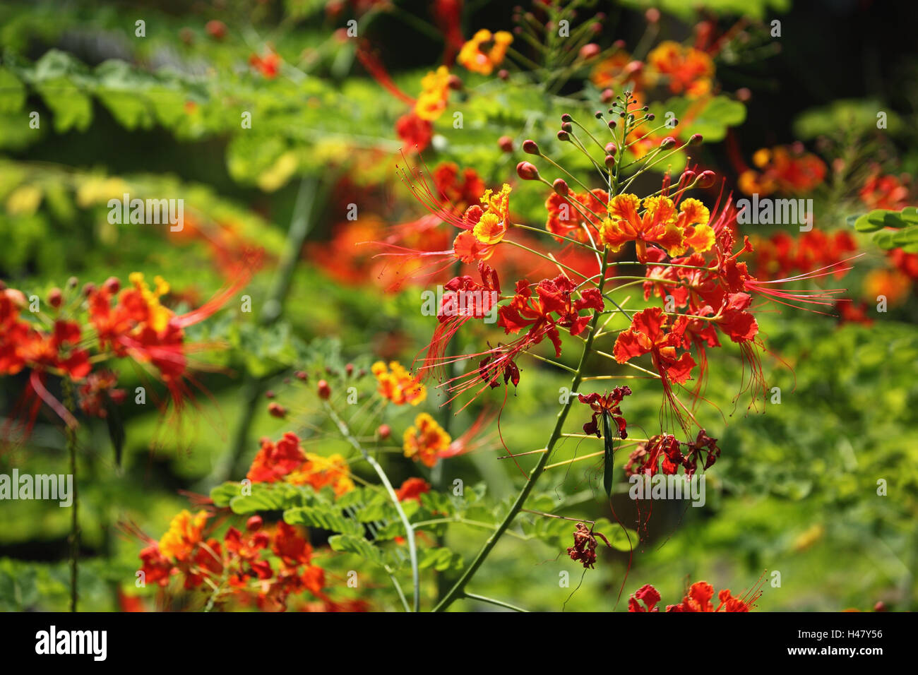 Les Seychelles La Digue Plante Fleur Rouge Ou Paon Oiseau