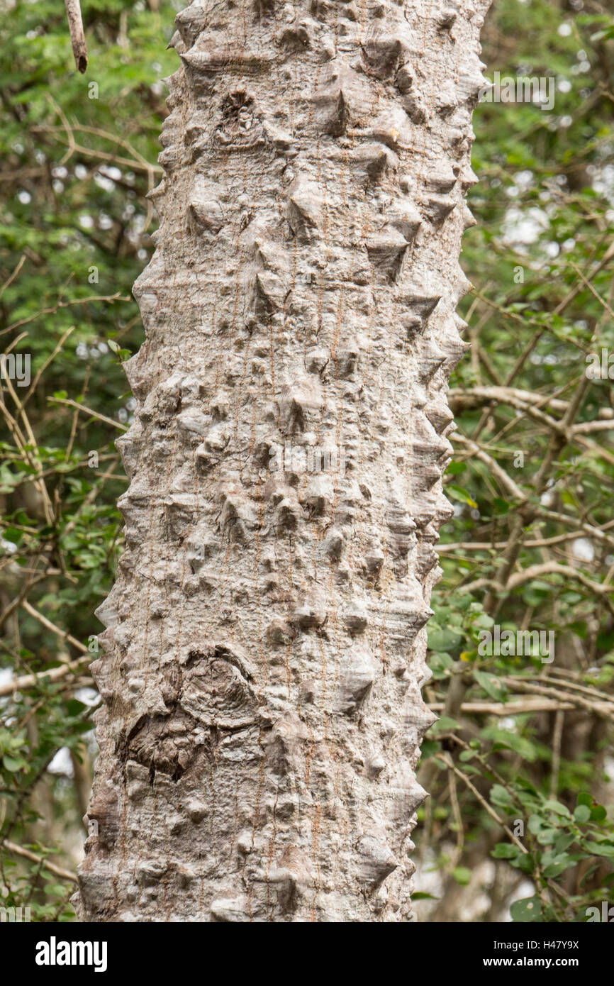 Kapokier (Ceiba pentandra) croissant en montrant la forêt d'épines sur le tronc, Mexique Banque D'Images