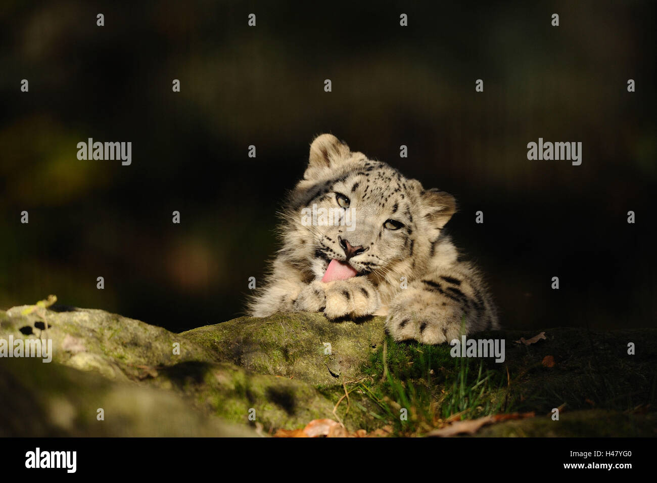 Snow Leopard, Uncia uncia, jeune animal, vue de face, le mensonge, le léchant, rock, Looking at camera, patte, Banque D'Images