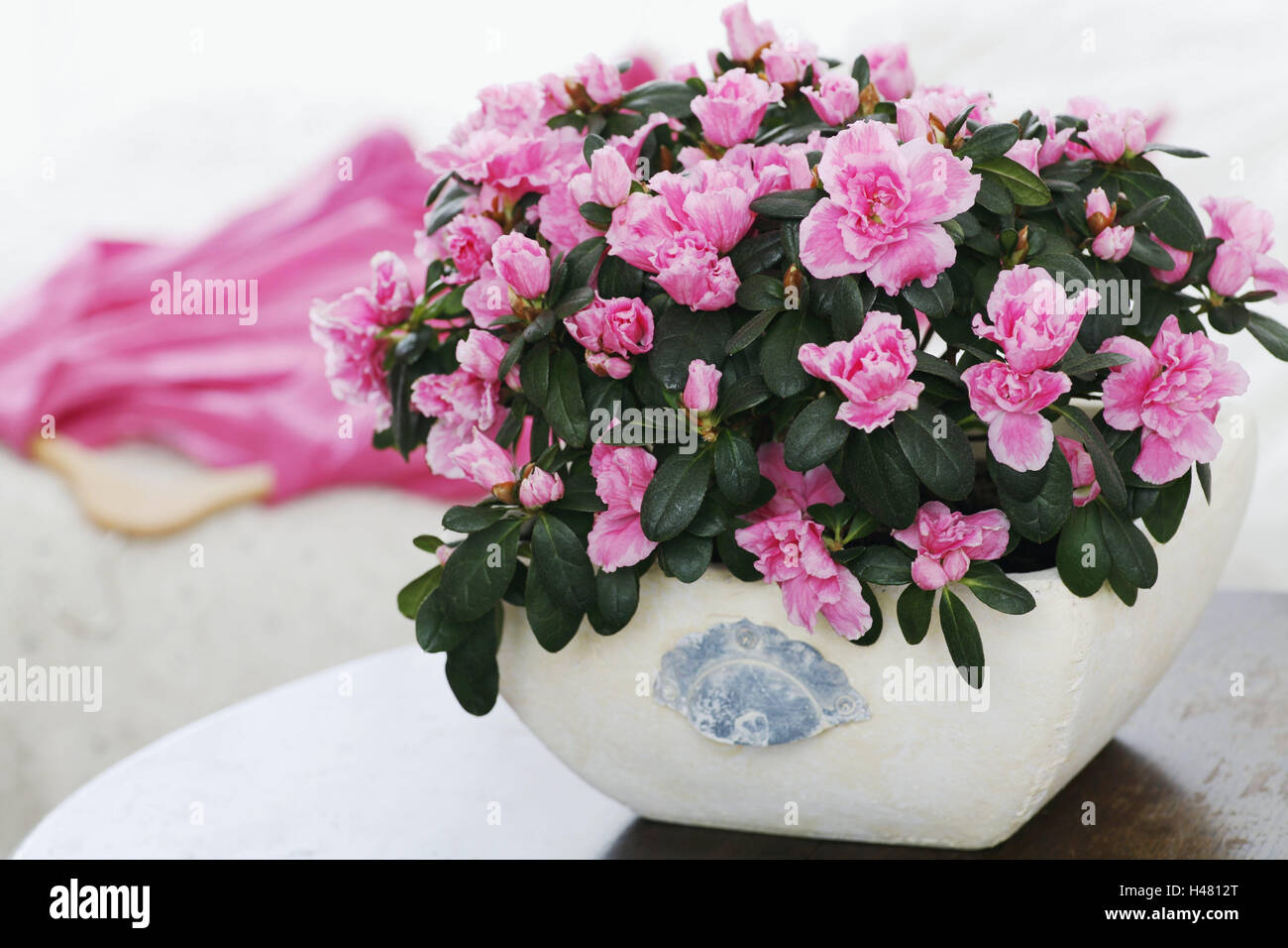 Azalées, blossom, plante d'intérieur, table, rhododendron, rose, rose, plante en pot, plante, fleur, fleurs, bourgeons, ornamentally, décoration, ambiance, navire, hanger, vêtement, Banque D'Images