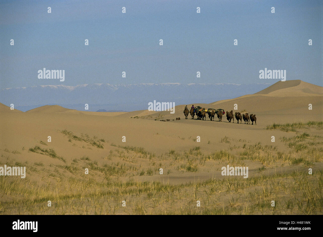 La Mongolie, le désert de Gobi, caravane,, chameaux, nomades, vue de dos, dunes, Asie, Asie centrale, Asie centrale, désert de sable, sable, dunes de sable, chaleur, sécheresse, personne, ride, groupe, la moitié des voyageurs, nomades, caravane de chameaux, animaux, mammifères, profiter des animaux, des bêtes de somme, animaux d'équitation, randonnée pédestre, des transports, du riz sauvage, paysage, paysage, paysage de dunes, de largeur, de distance, de montagnes, Banque D'Images