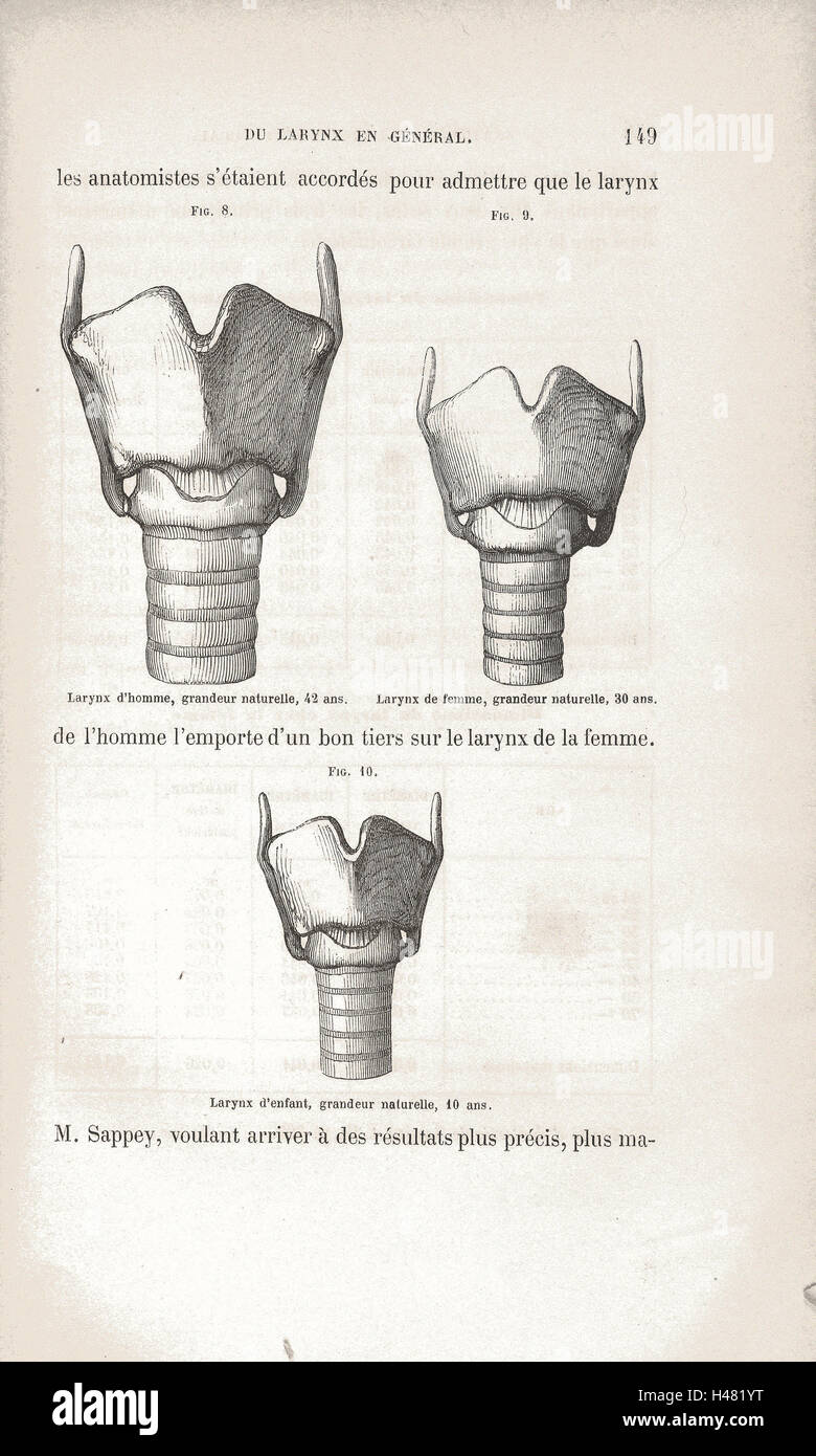 Illustration d'un homme, femme et enfant du larynx. Banque D'Images