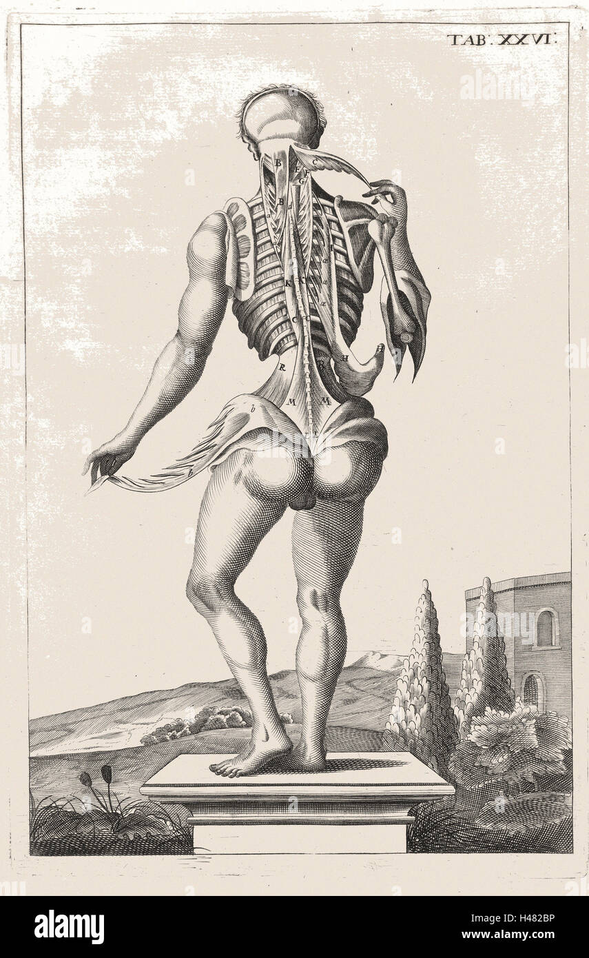 Illustration anatomique montrant l'arrière du corps humain Banque D'Images