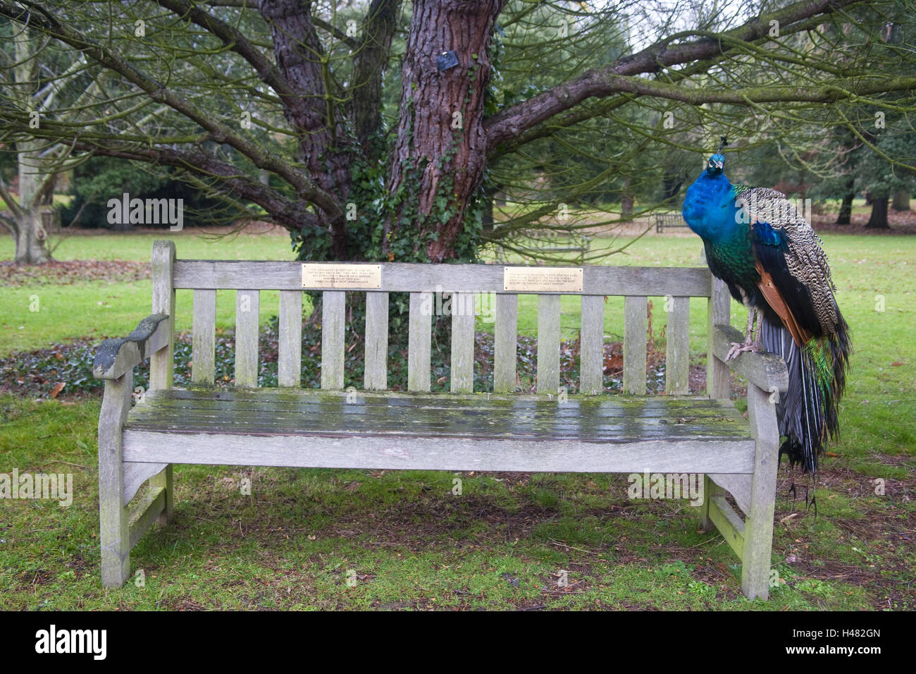 Banque en bois, Peacock, s'asseoir, animal, gallinacés, de plumes, de couleurs vives, la nature, l'extérieur, Parc, petit homme, phasianidae, phasianidae, Banque D'Images