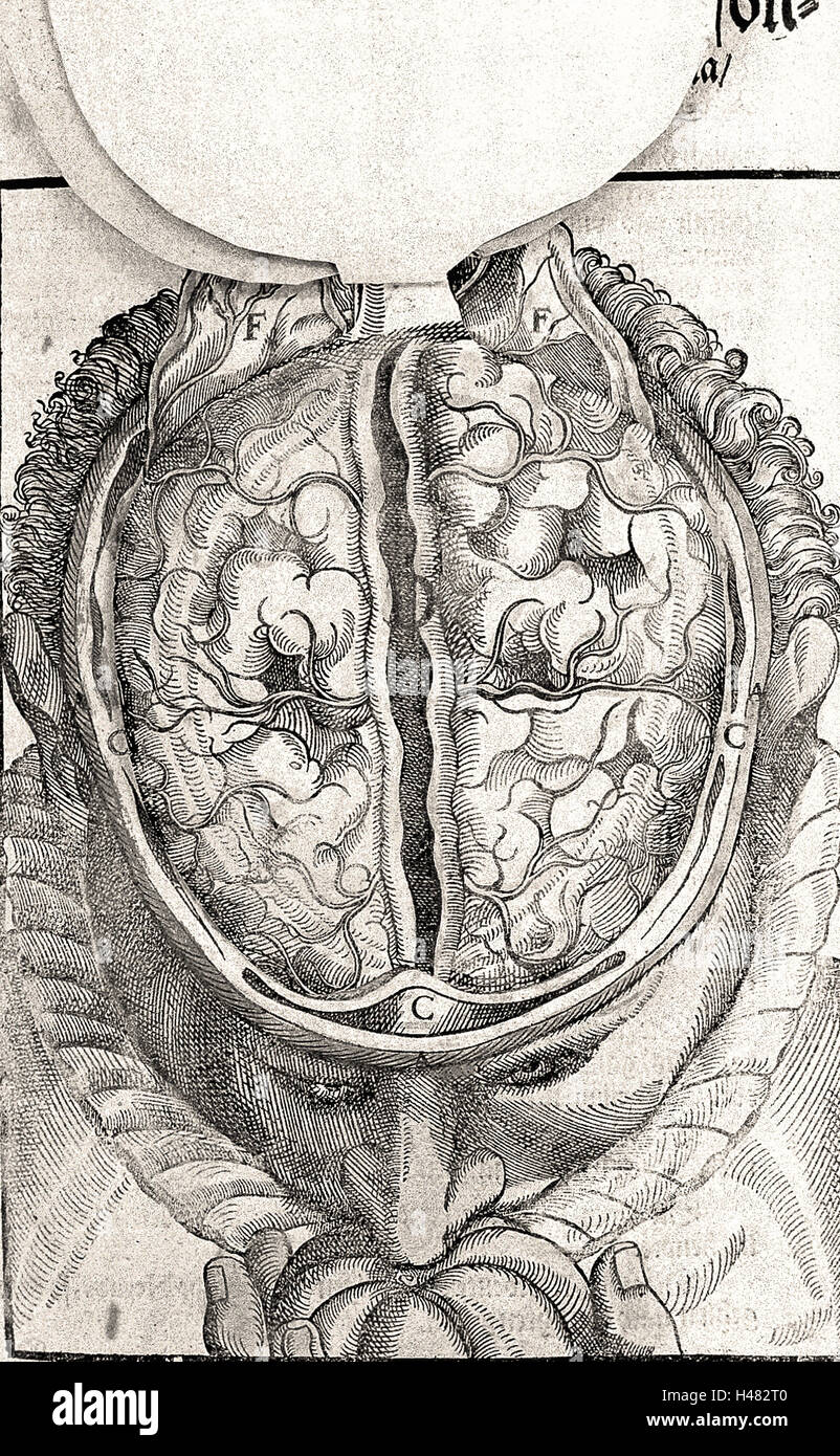 Illustration de la dure-mère et le cerveau d'en haut, 16e ch. Banque D'Images