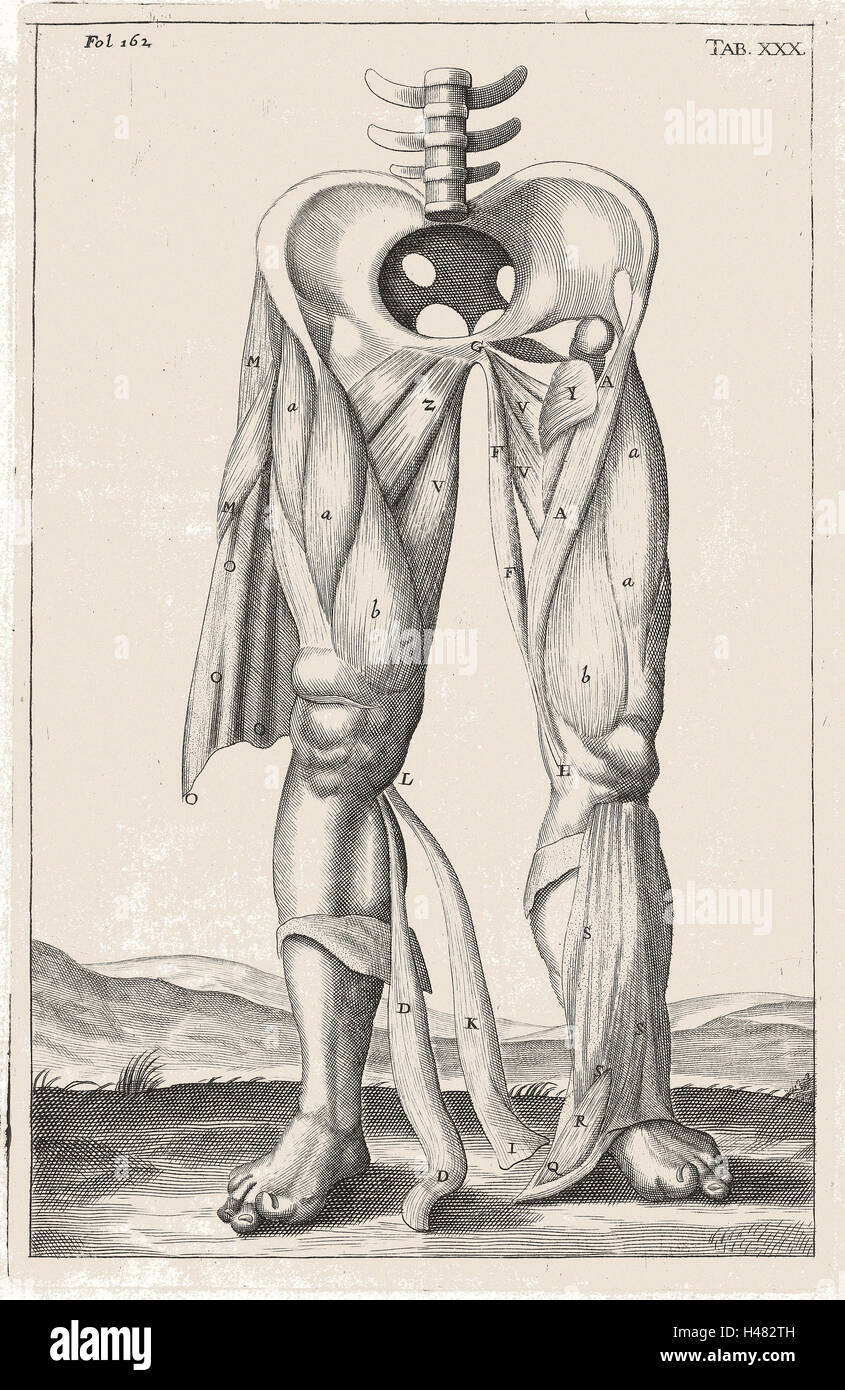 Illustration anatomique montrant les muscles des jambes Banque D'Images