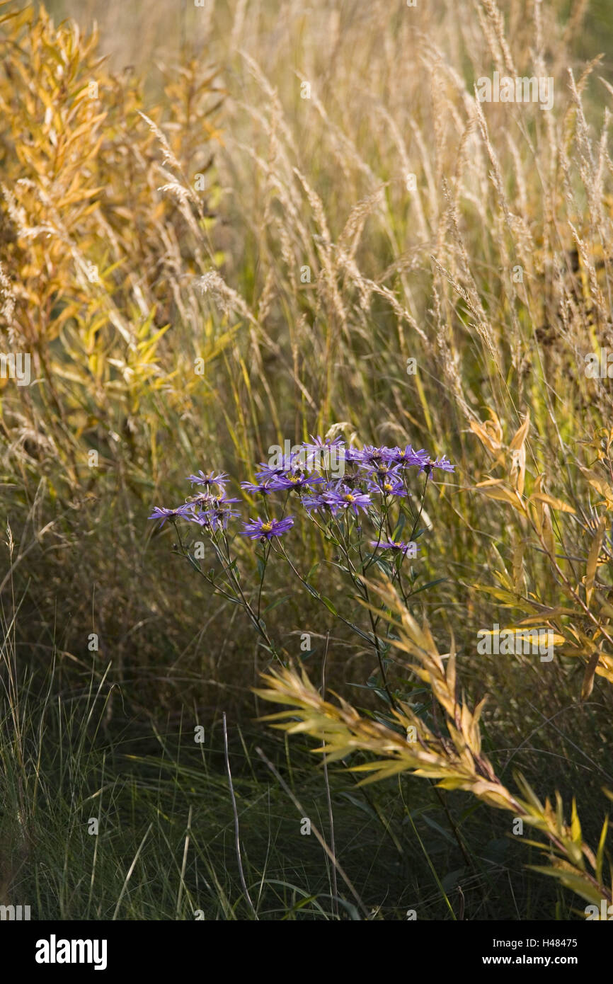 Purple asters dans les buissons d'automne, Banque D'Images