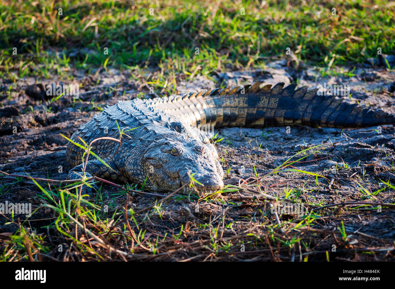 Le crocodile du Nil, sur les rives de la rivière Chobe, Parc National de Chobe, au Botswana, Afrique ; Banque D'Images Le crocodile du Nil, sur les rives de la rivière Chobe, Parc National de Chobe, au Botswana, Afrique ; Banque D'Images