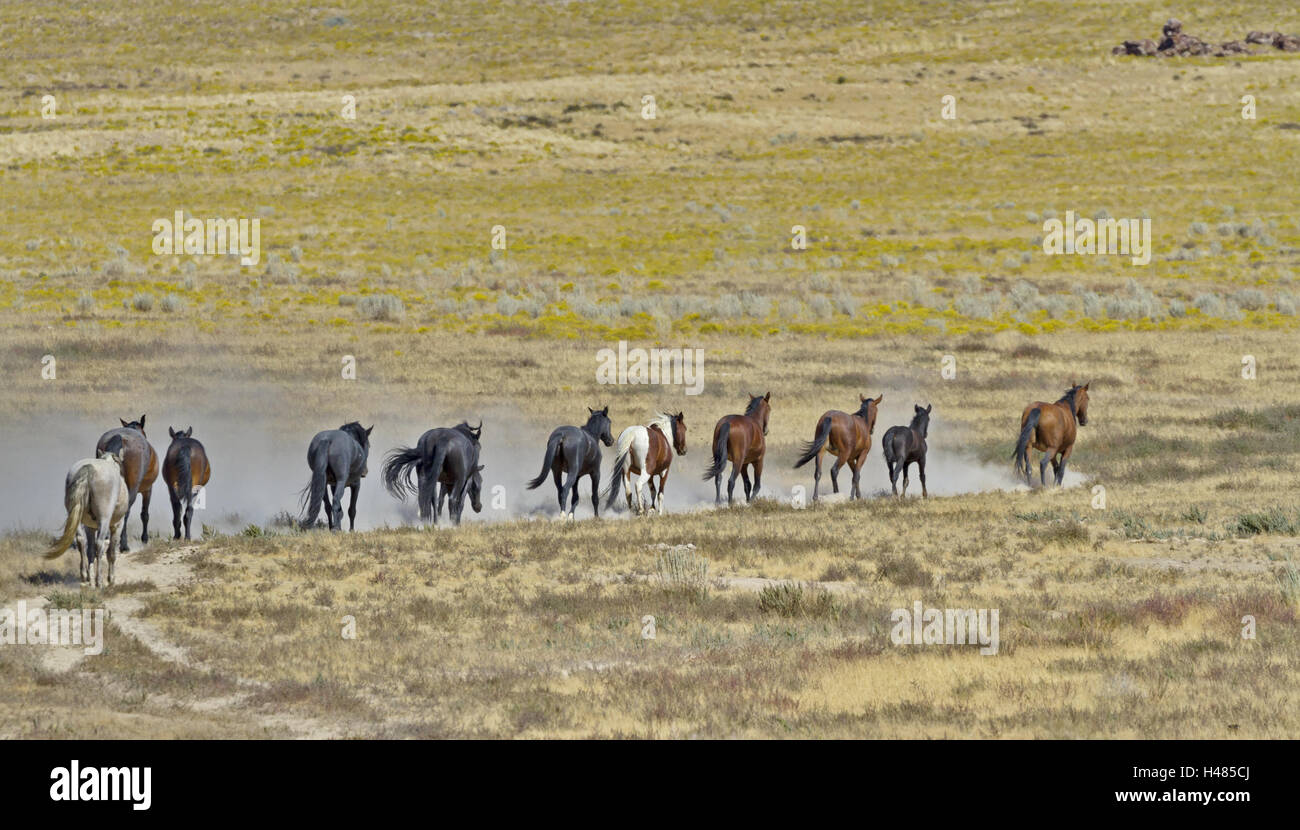 Troupeau de chevaux sauvages s'exécuter dans une ligne dans l'Utah, l'Onaqui Zone de gestion gérés par le Federal Bureau of Land Management. Banque D'Images
