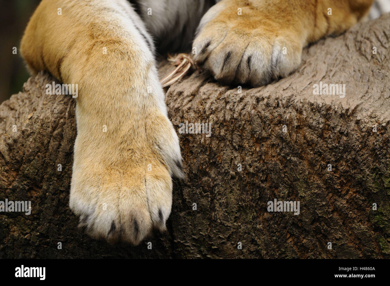 Tigre de Sibérie, Panthera tigris altaica, pattes, détail, Banque D'Images