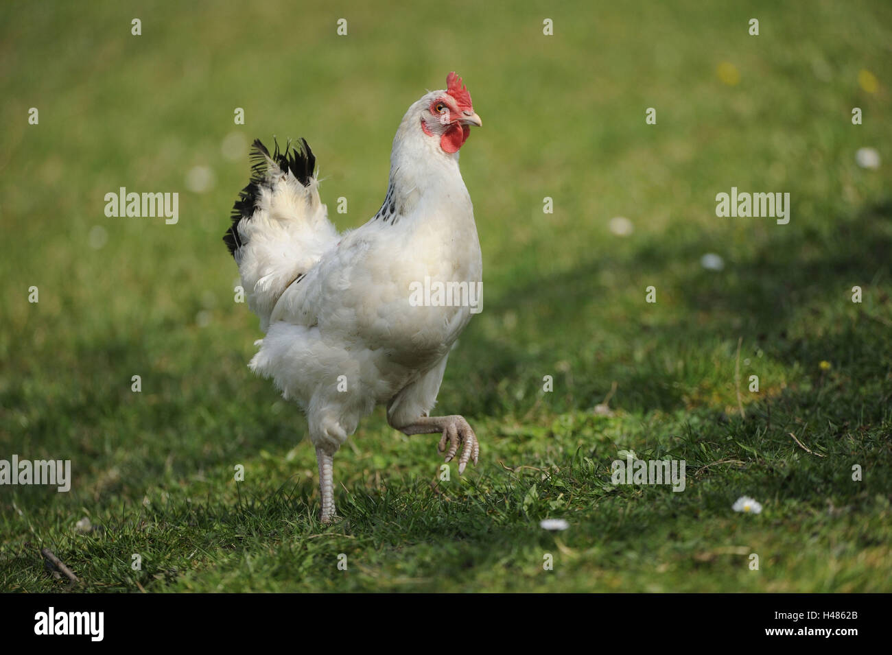 Poulet, Gallus gallus domesticus, Banque D'Images