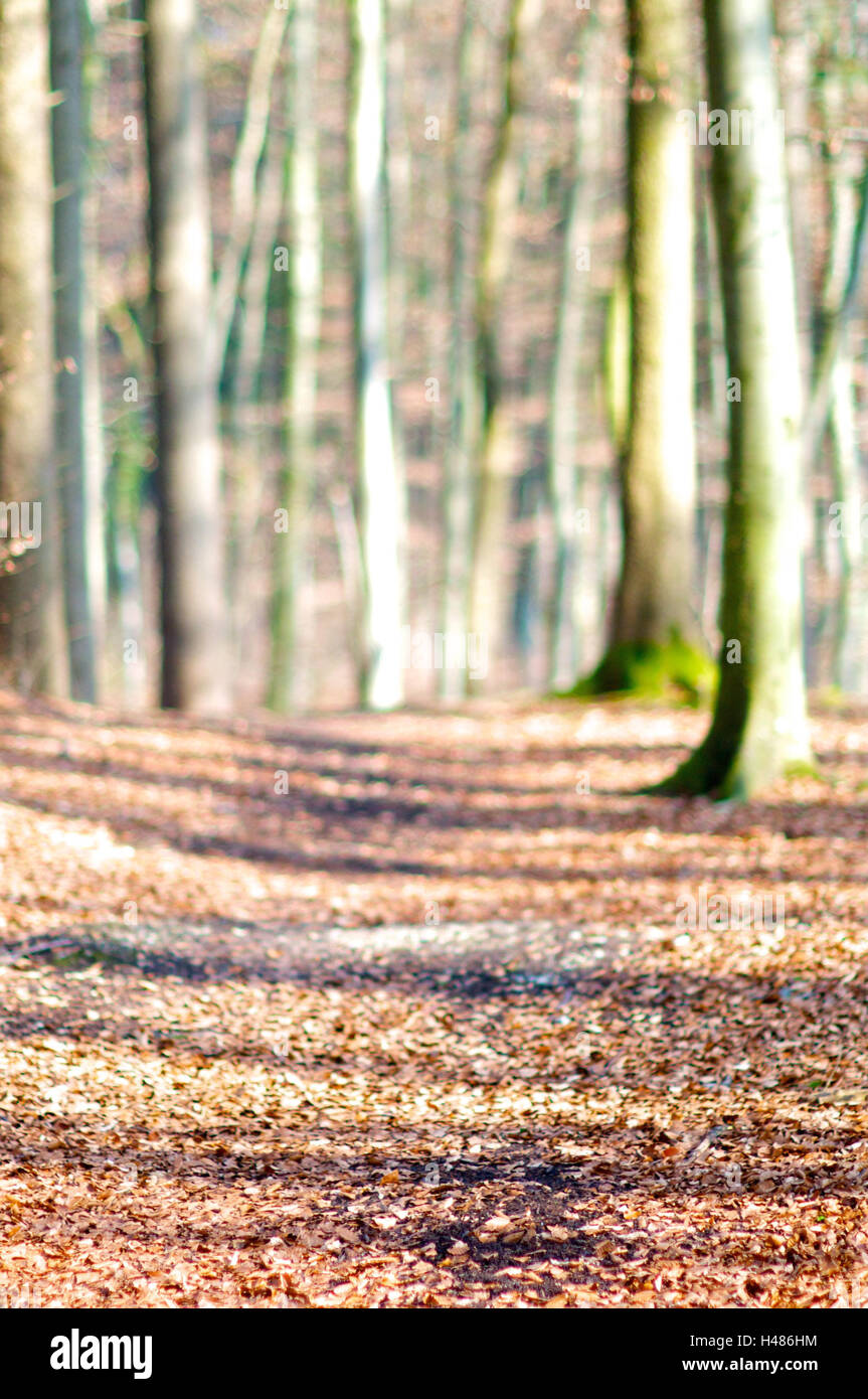 Sentier de forêt, les arbres, l'arrière-plan flou, Banque D'Images