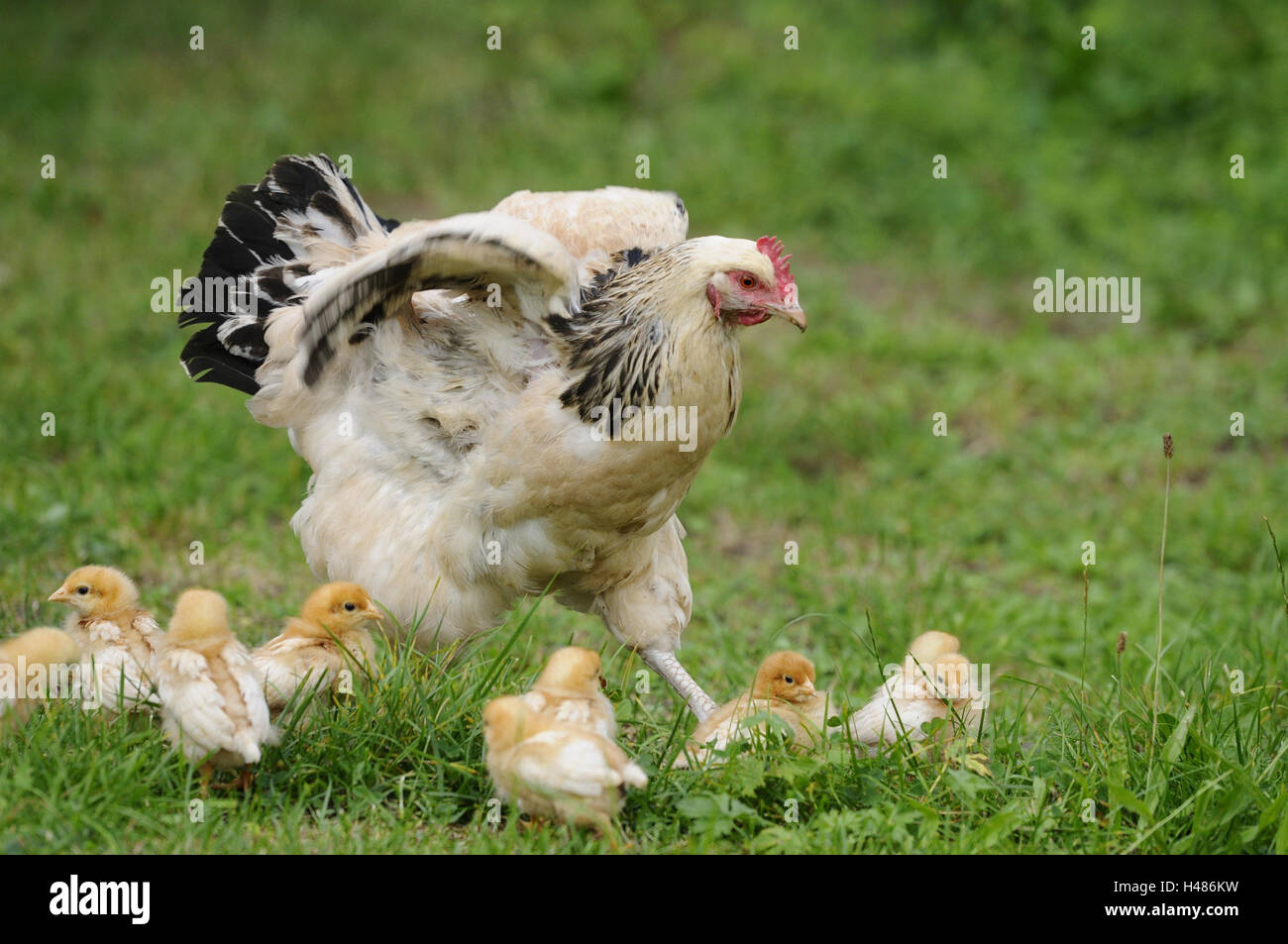 Poulet, Gallus gallus domesticus, gloussant poule, Poussin, prairie, vue latérale, Banque D'Images