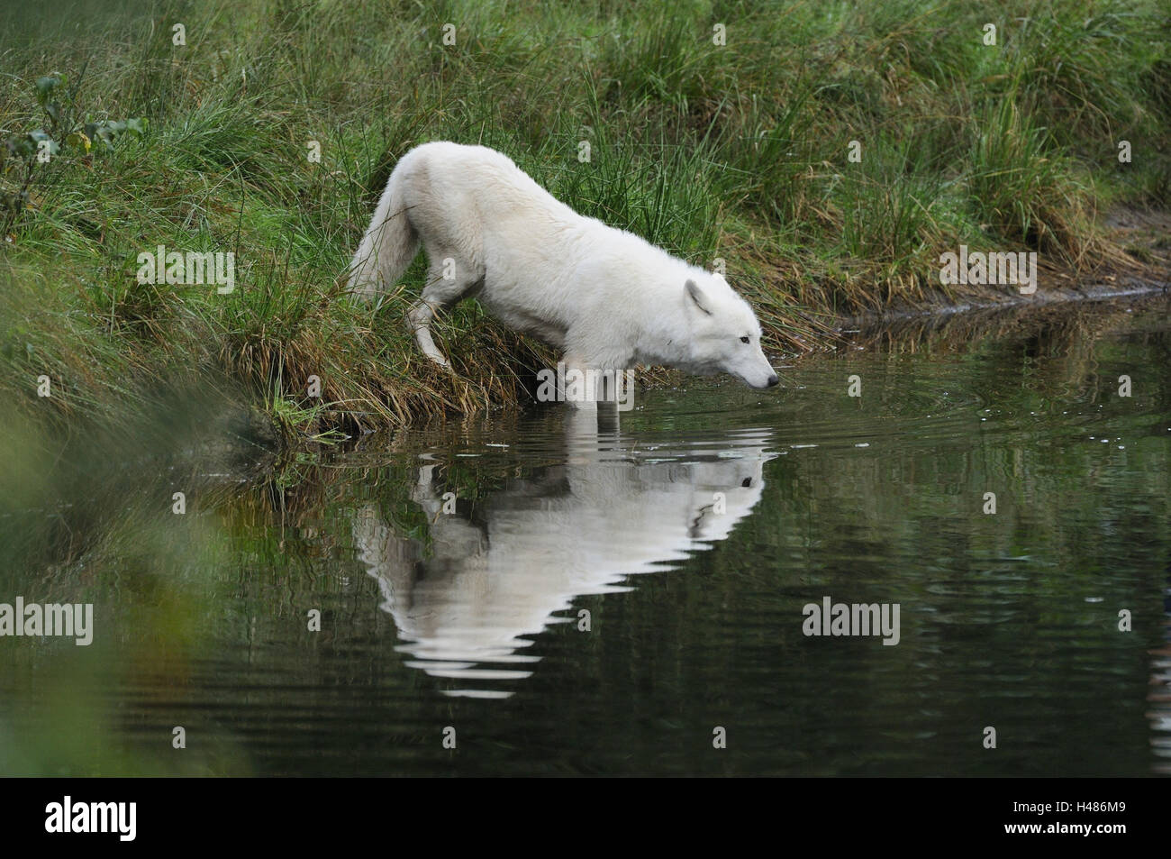 Loup arctique, Canis lupus arctos, port, l'eau, debout, en vue latérale, paysage, Banque D'Images