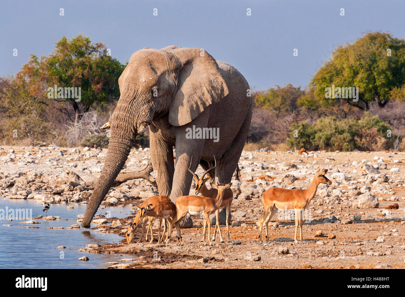 Groupe d'impalas et d'un éléphant mâle de boire dans un étang dans le Parc National d'Etosha, en Namibie Banque D'Images Groupe d'impalas et d'un éléphant mâle de boire dans un étang dans le Parc National d'Etosha, en Namibie Banque D'Images