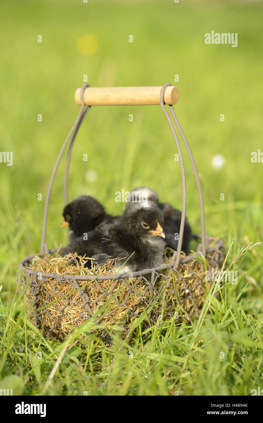 Poulet, Gallus gallus domesticus, poussins, panier, meadow, assis, Banque D'Images